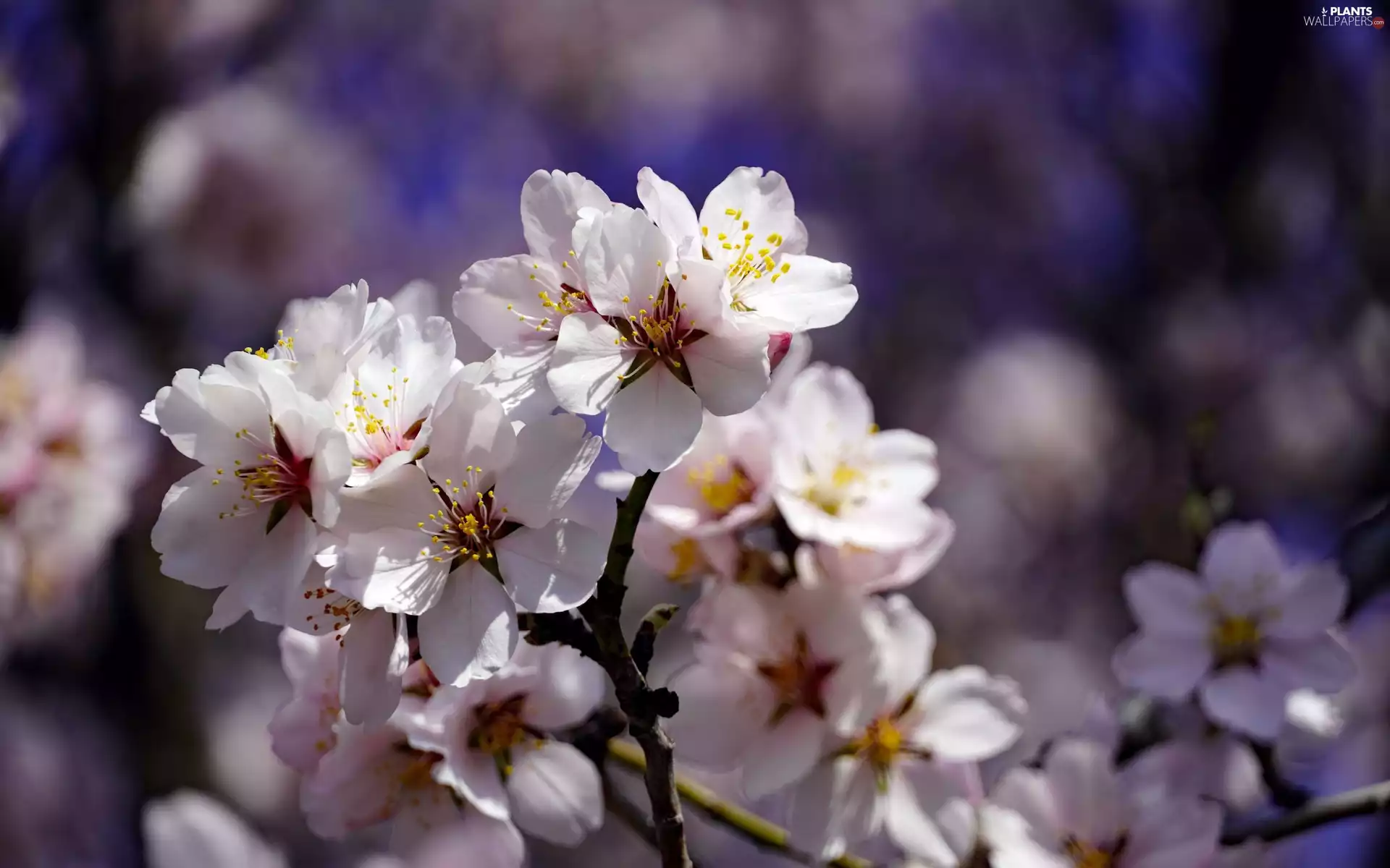 branch, Fruit Tree, Flowers, flakes, cherry