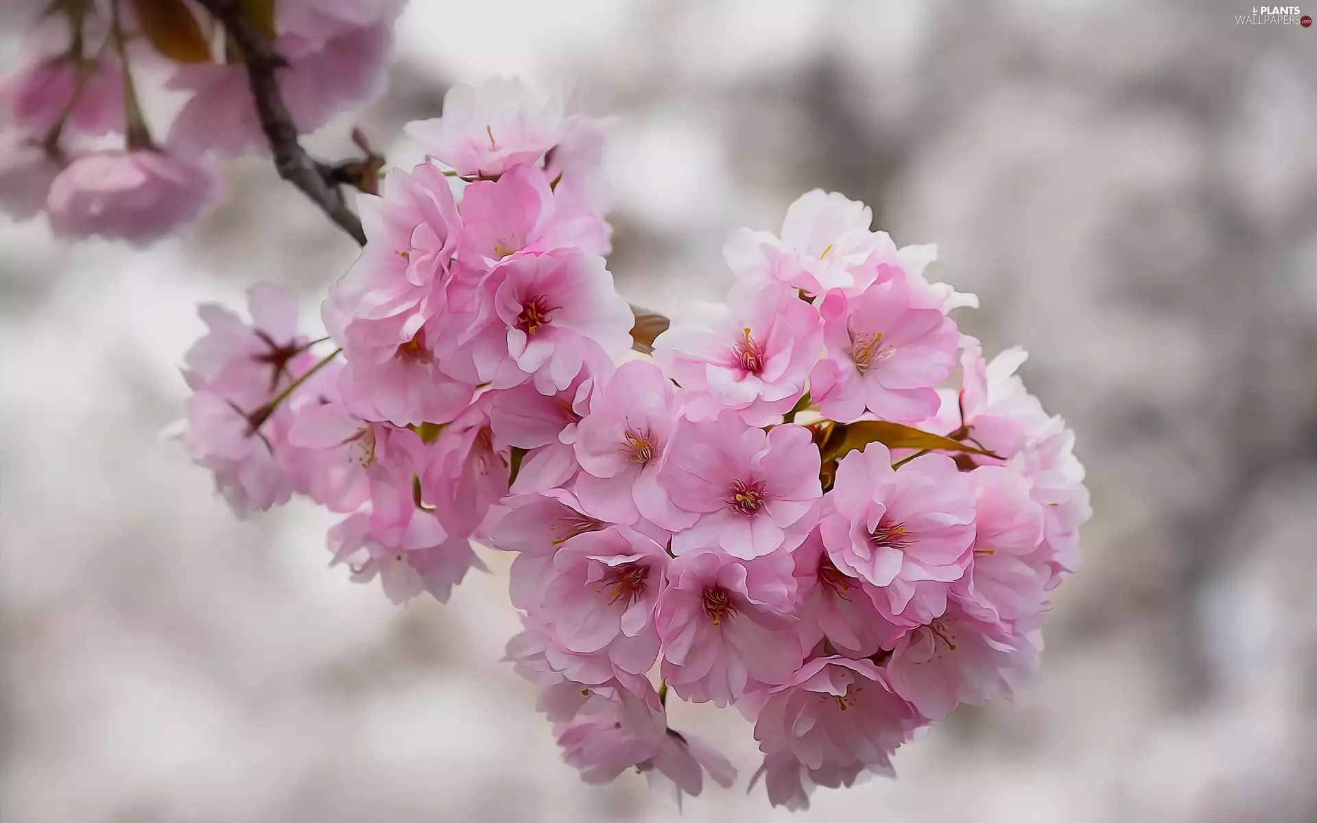cherry, Fruit Tree, Flowers