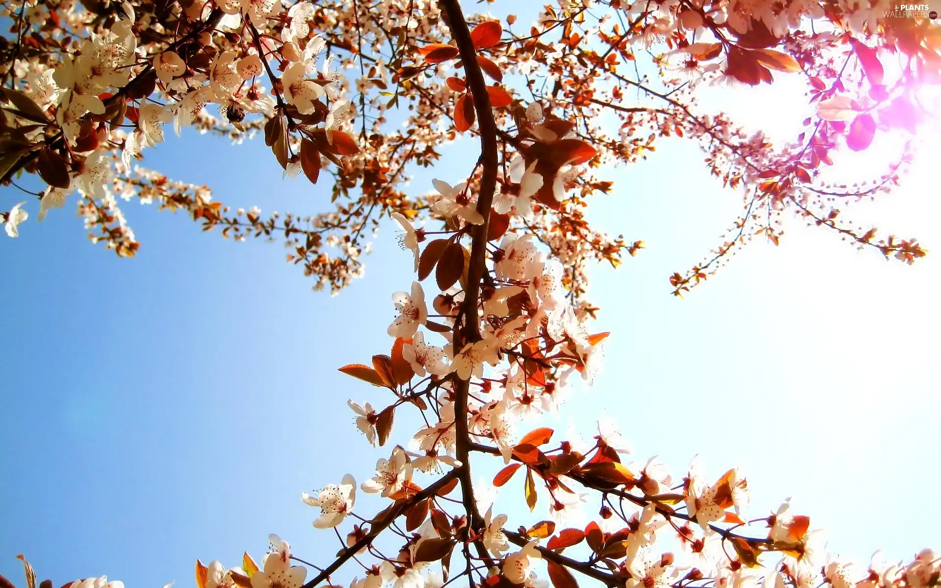 branch, Sky, Flowers, cherry, White, sun