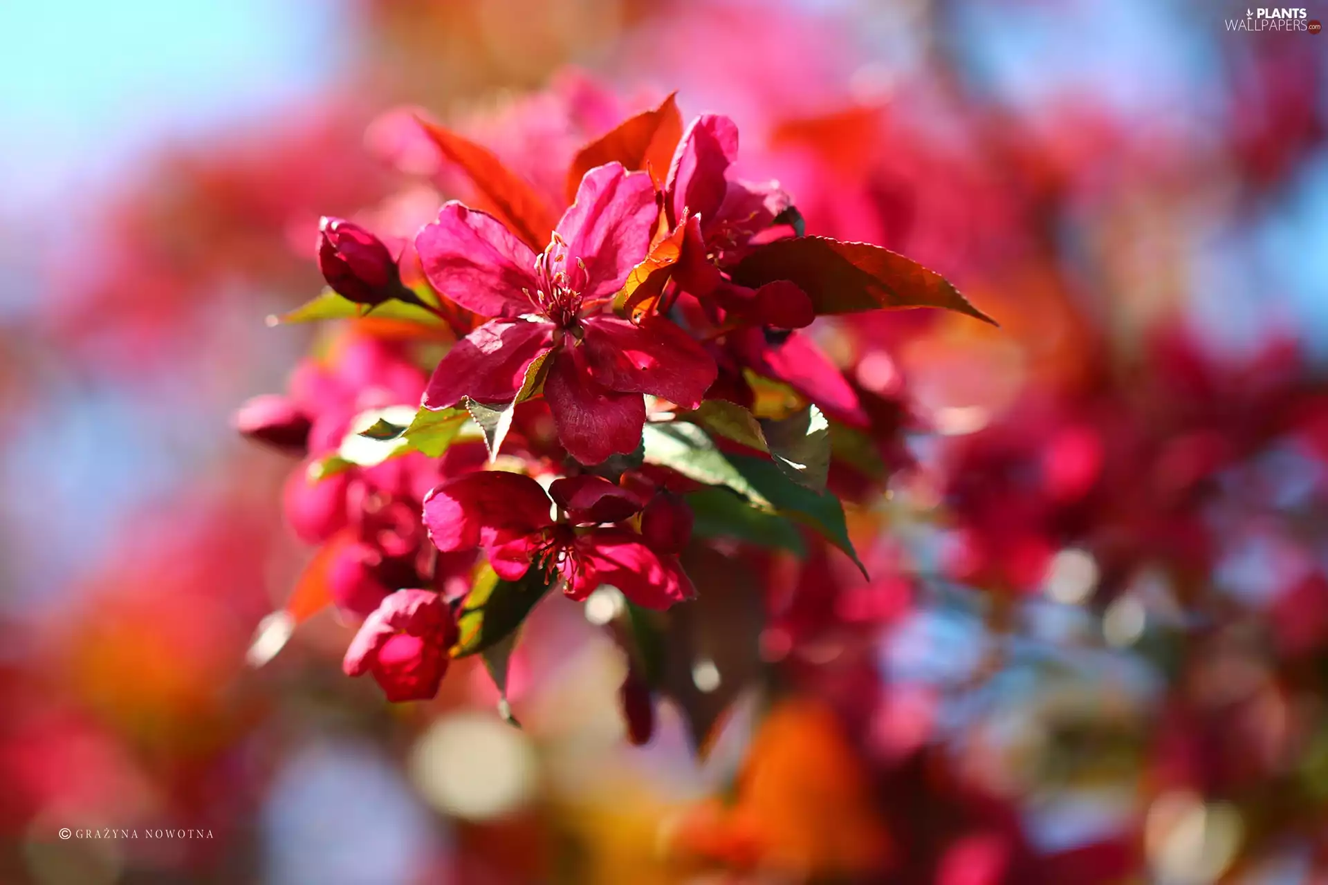 claret, trees, fruit, Flowers