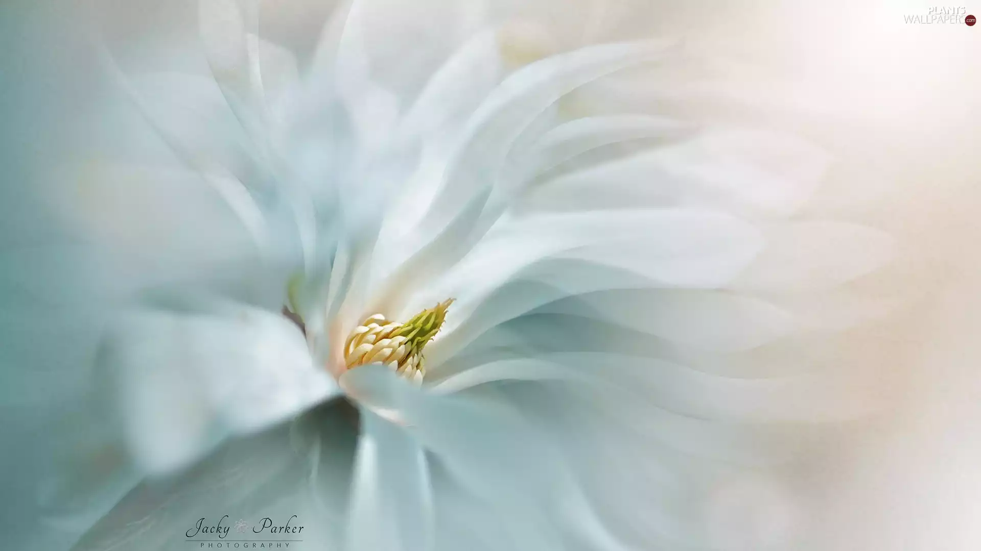 Colourfull Flowers, Close, graphics, Magnolia