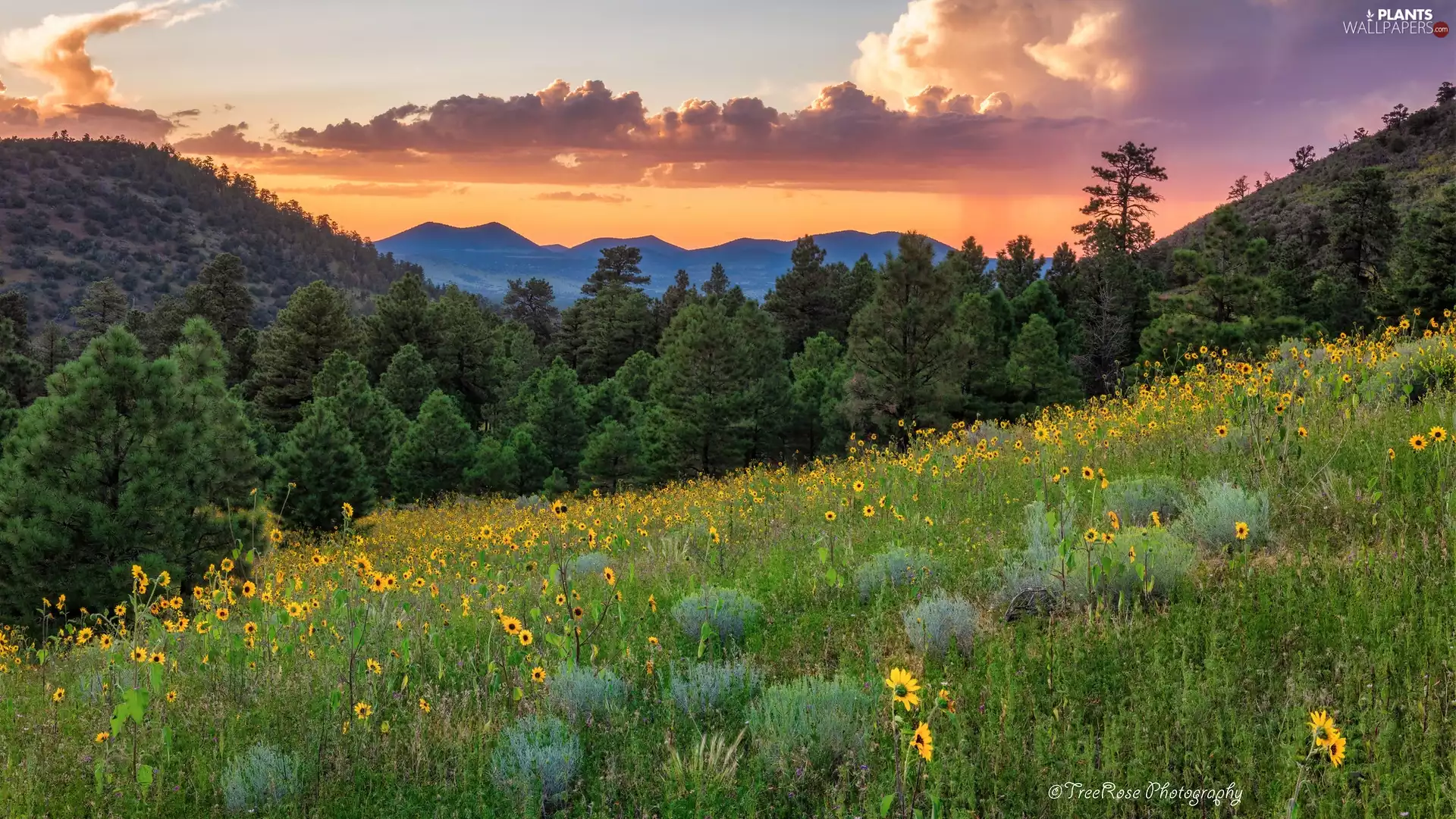 Flowers, car in the meadow, trees, Meadow, Mountains, clouds, viewes