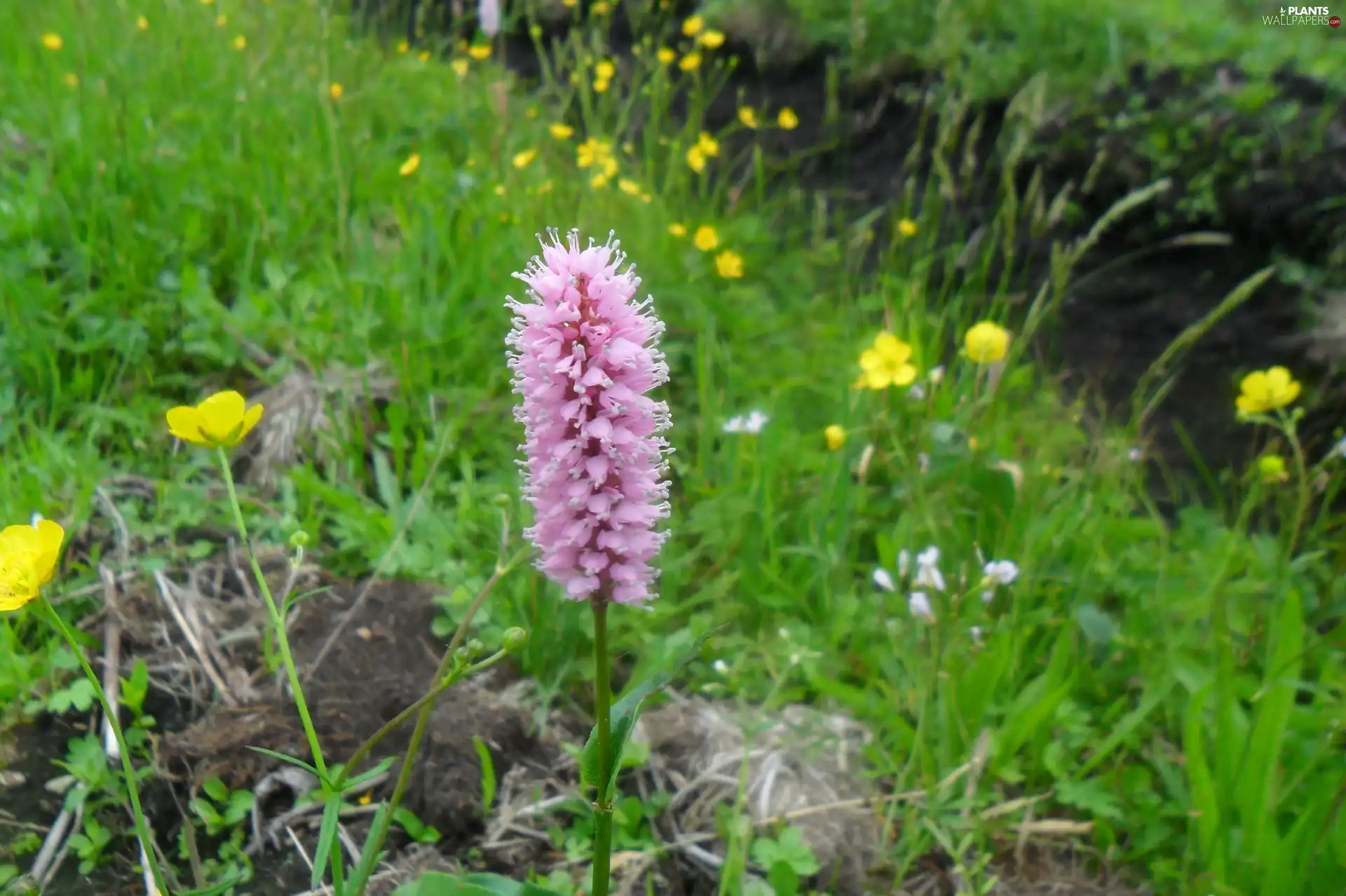 bistort, Colourfull Flowers