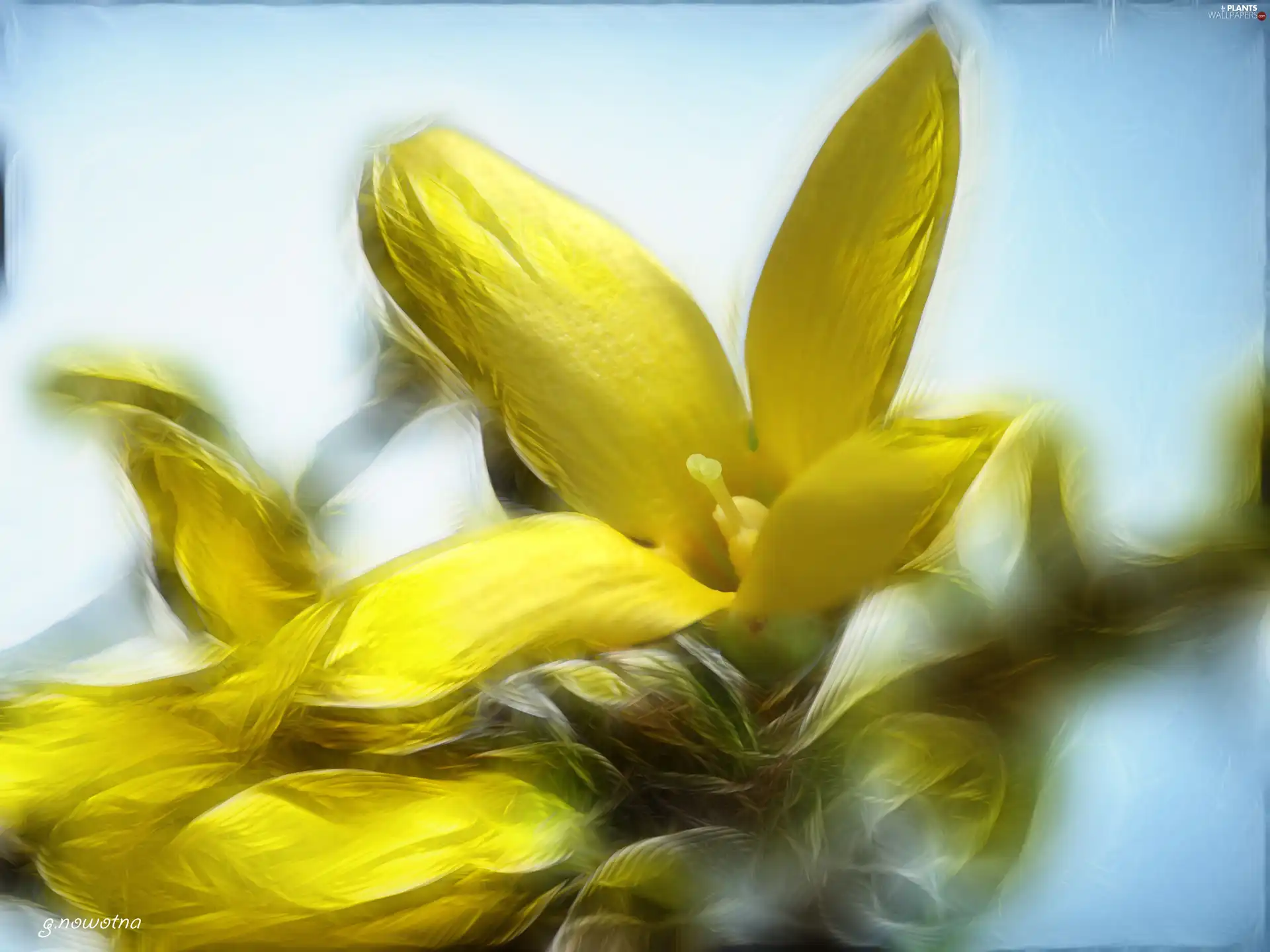 forsythia, Colourfull Flowers