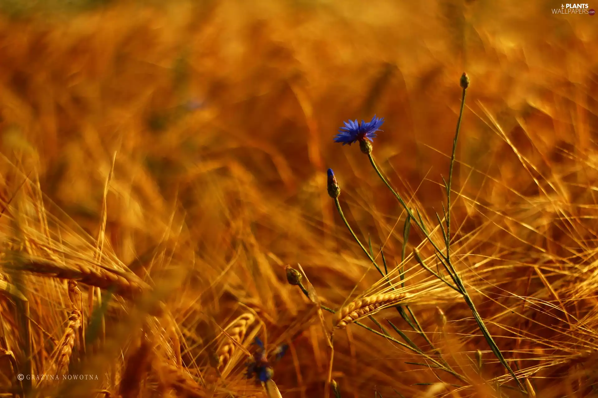 corn, Chaber, Colourfull Flowers