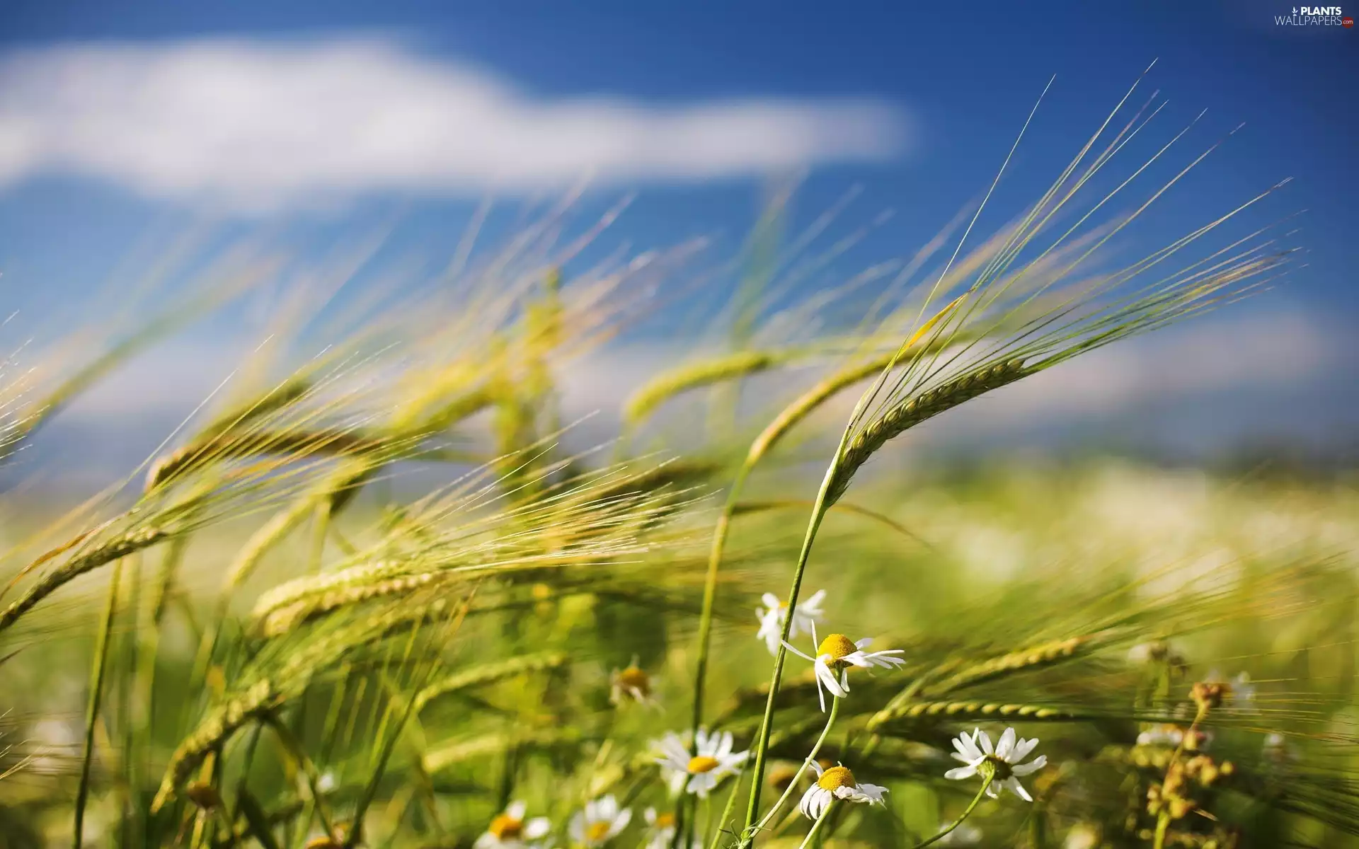 Flowers, Field, corn