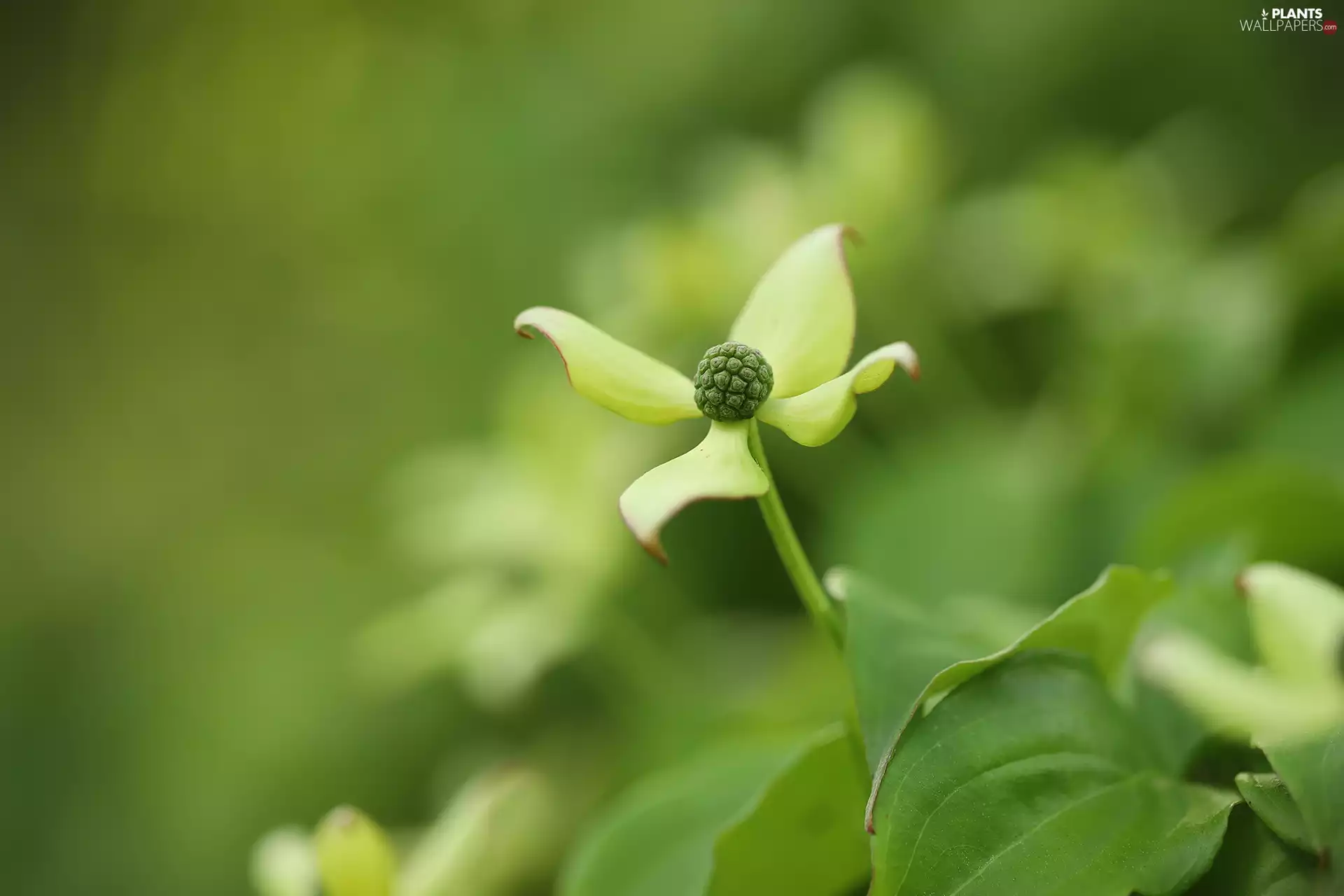 Colourfull Flowers, Cornus Kousa, White