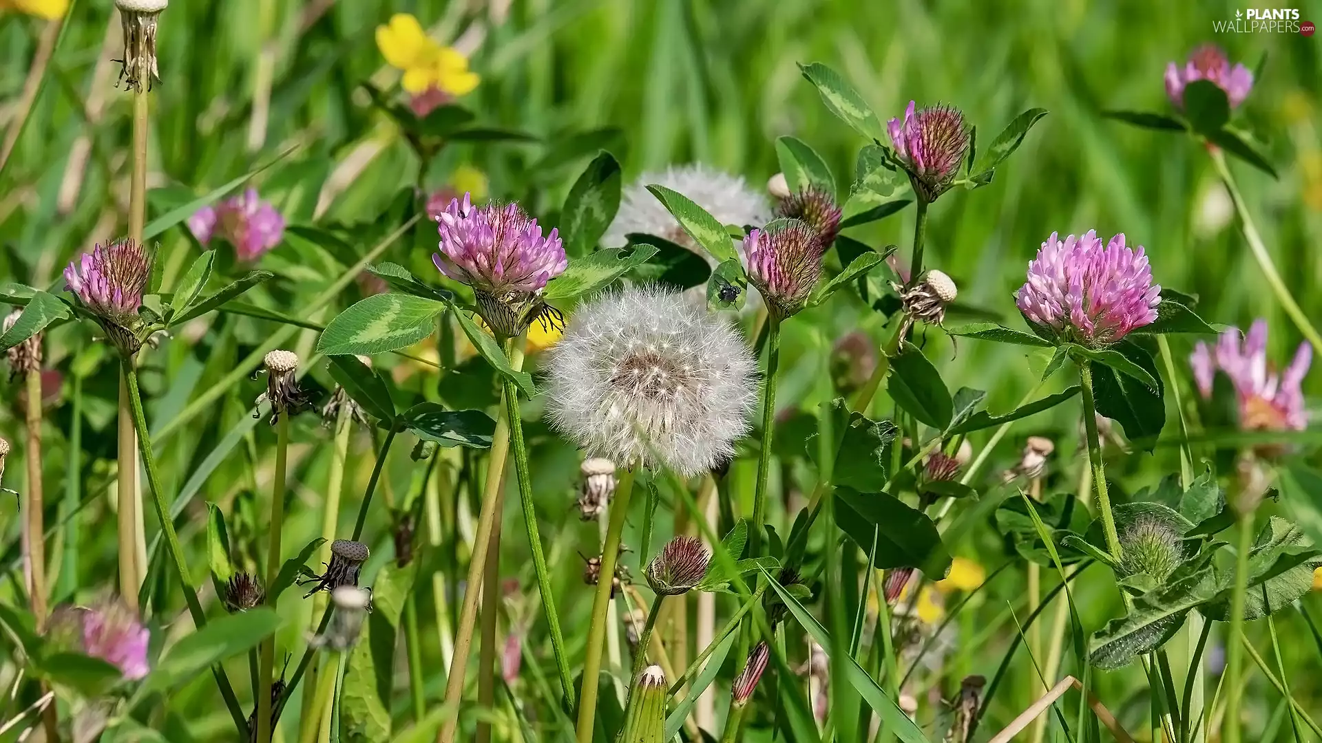 Flowers, trefoil, dandelion