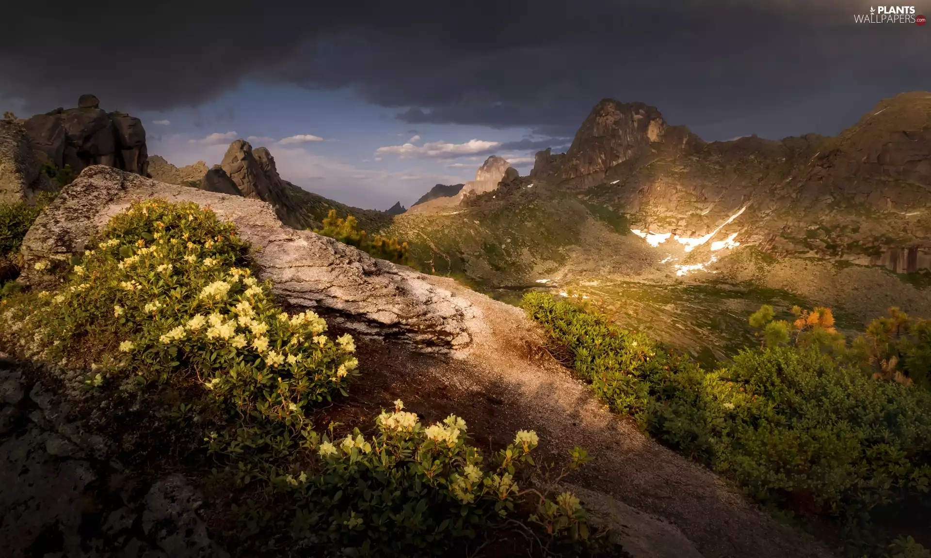 Bush, rocks, dark, Flowers, Mountains, Rhododendron, clouds
