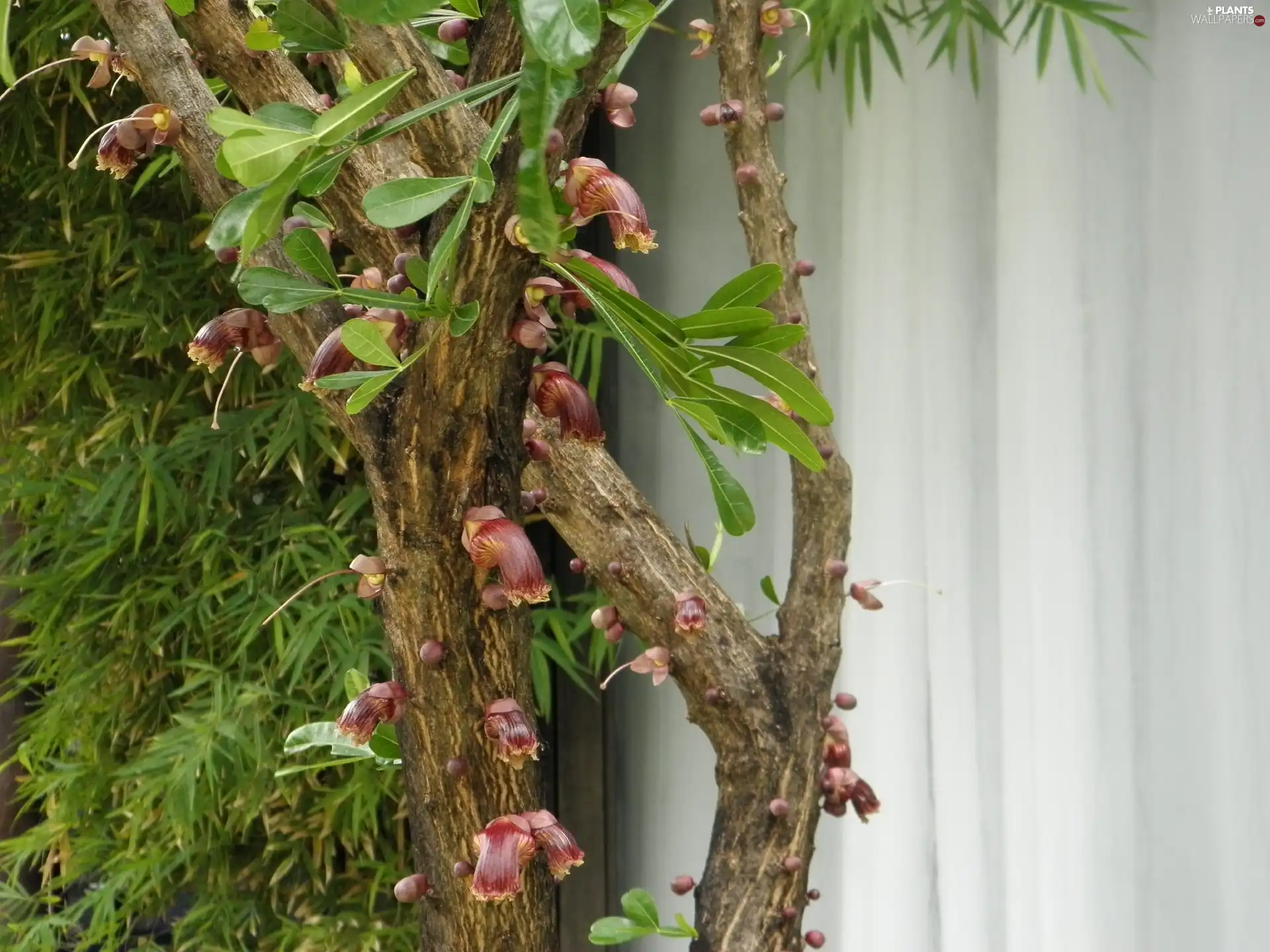 Flowers, trees, exotic