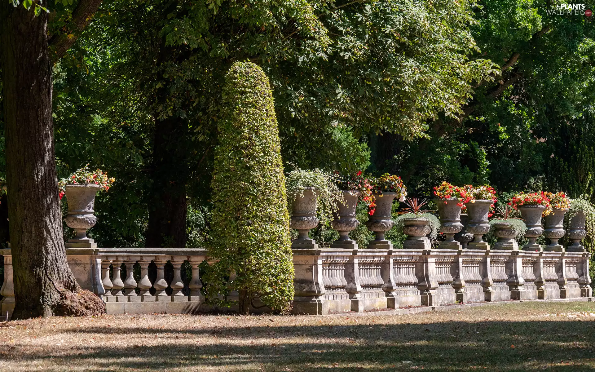 pots, Flowers, fence, Bush, Park