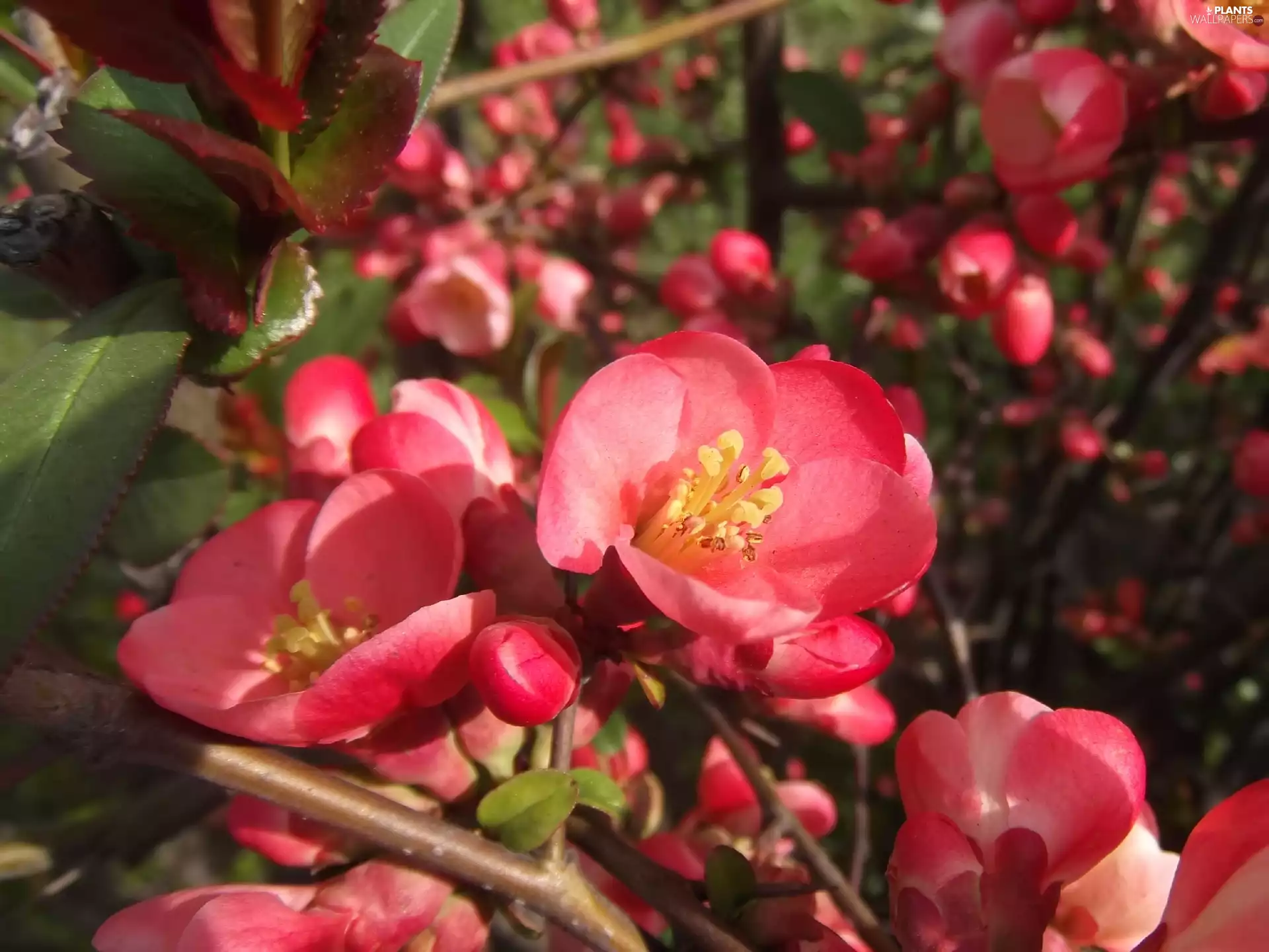 figs, Pink, Colourfull Flowers