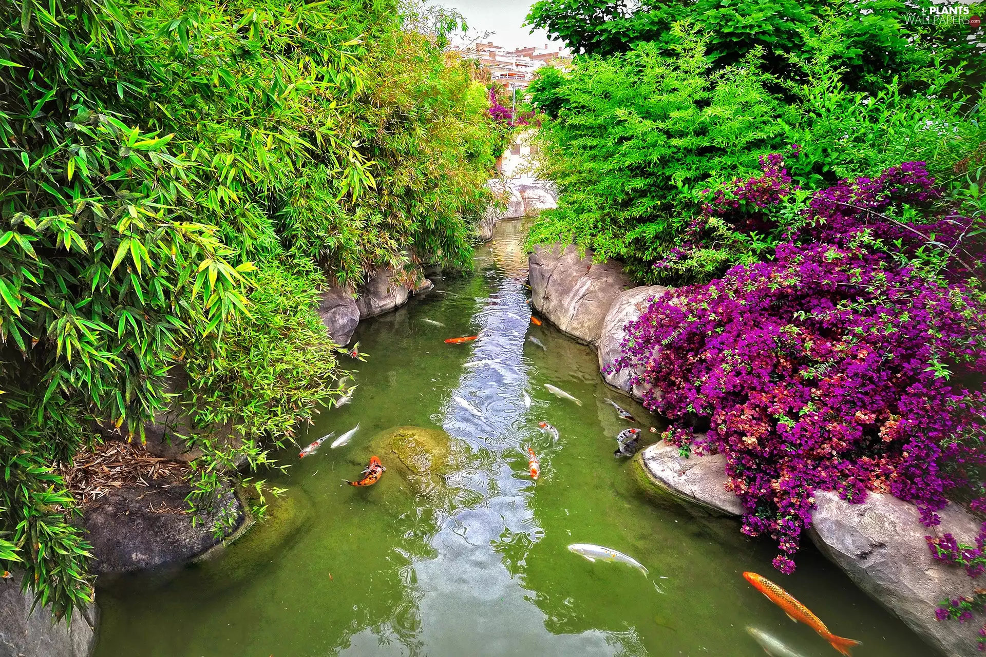 Bush, Flowers, fish, rocks, stream