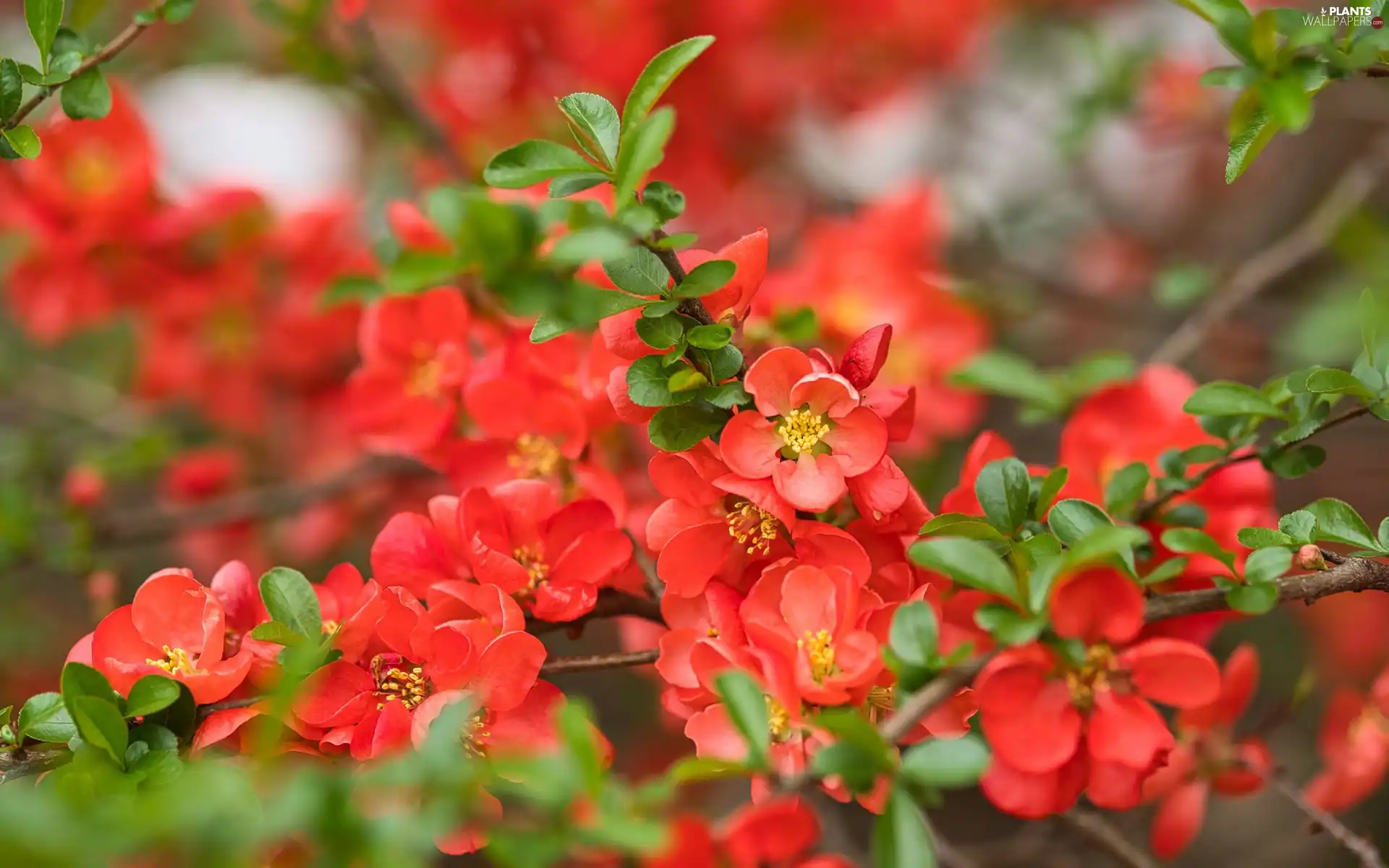 flakes, Japanese Quince, Flowers