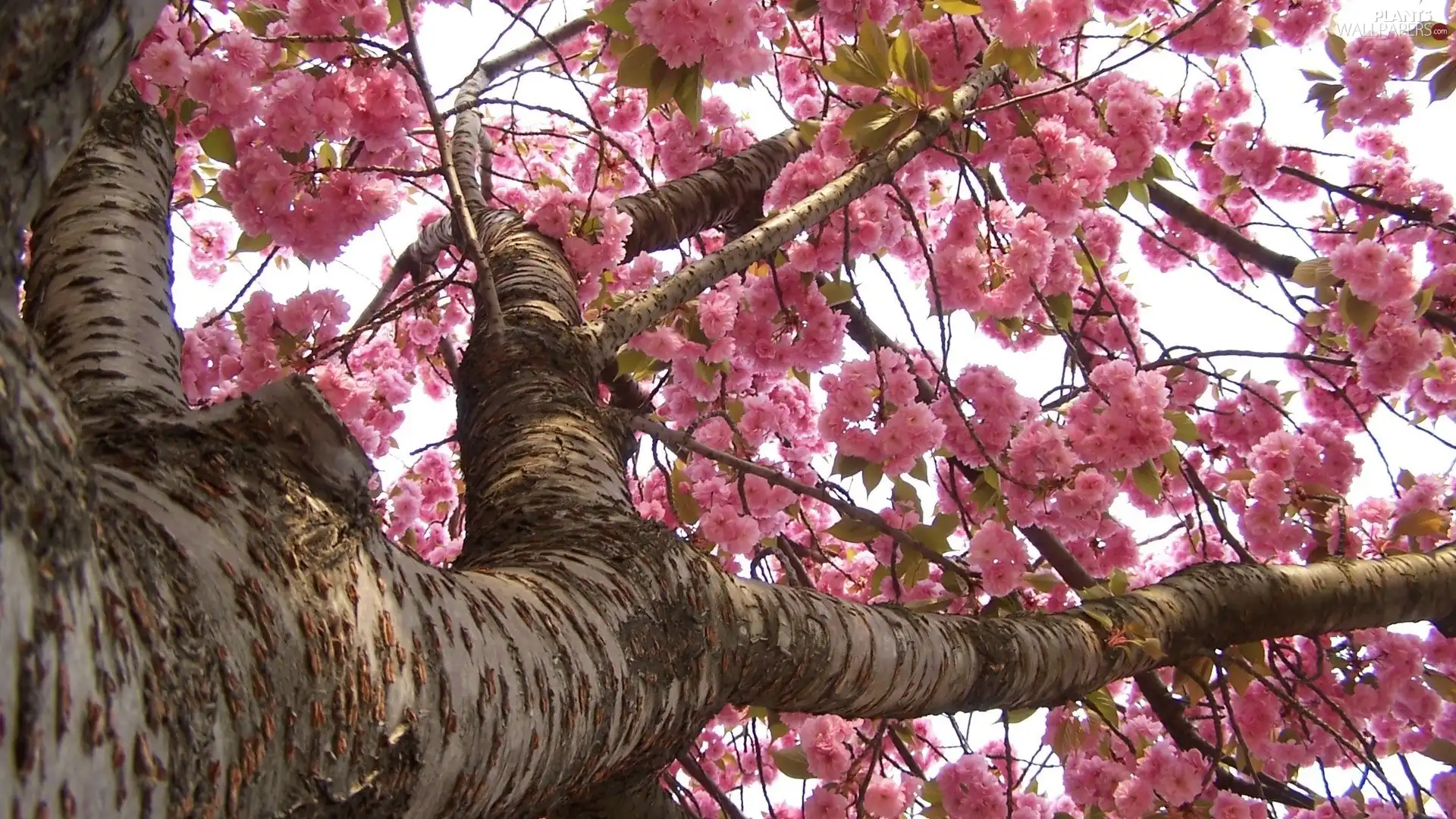 flourishing, Pink, Flowers, trees