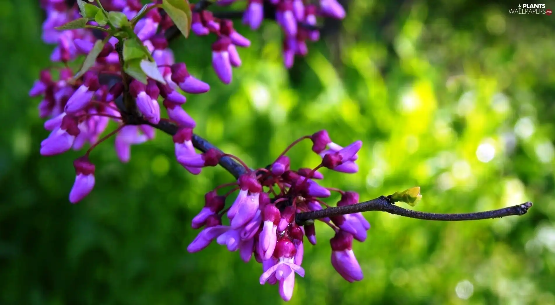 flower, purple, Flowers, Bush