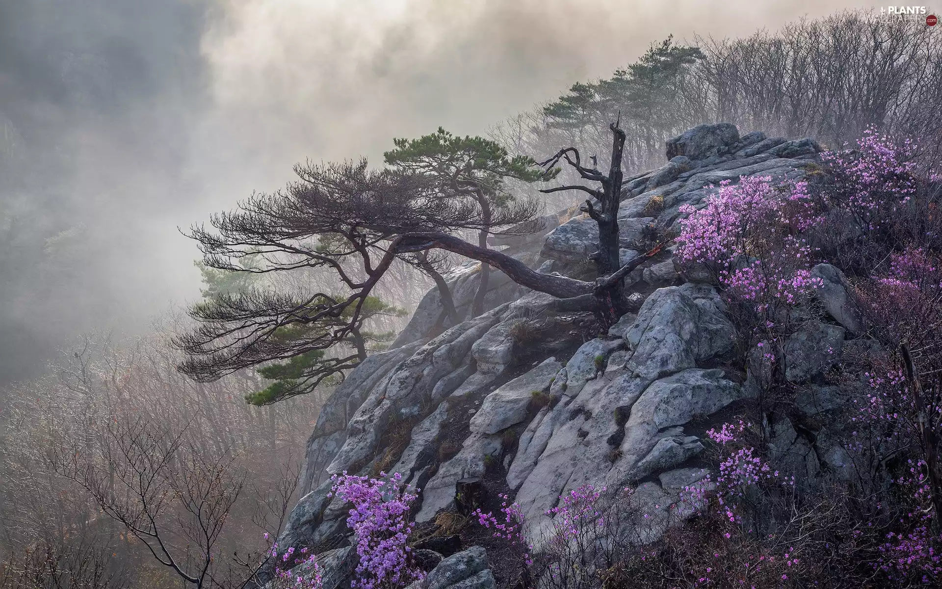 Bush, Flowers, Fog, pine, rocks