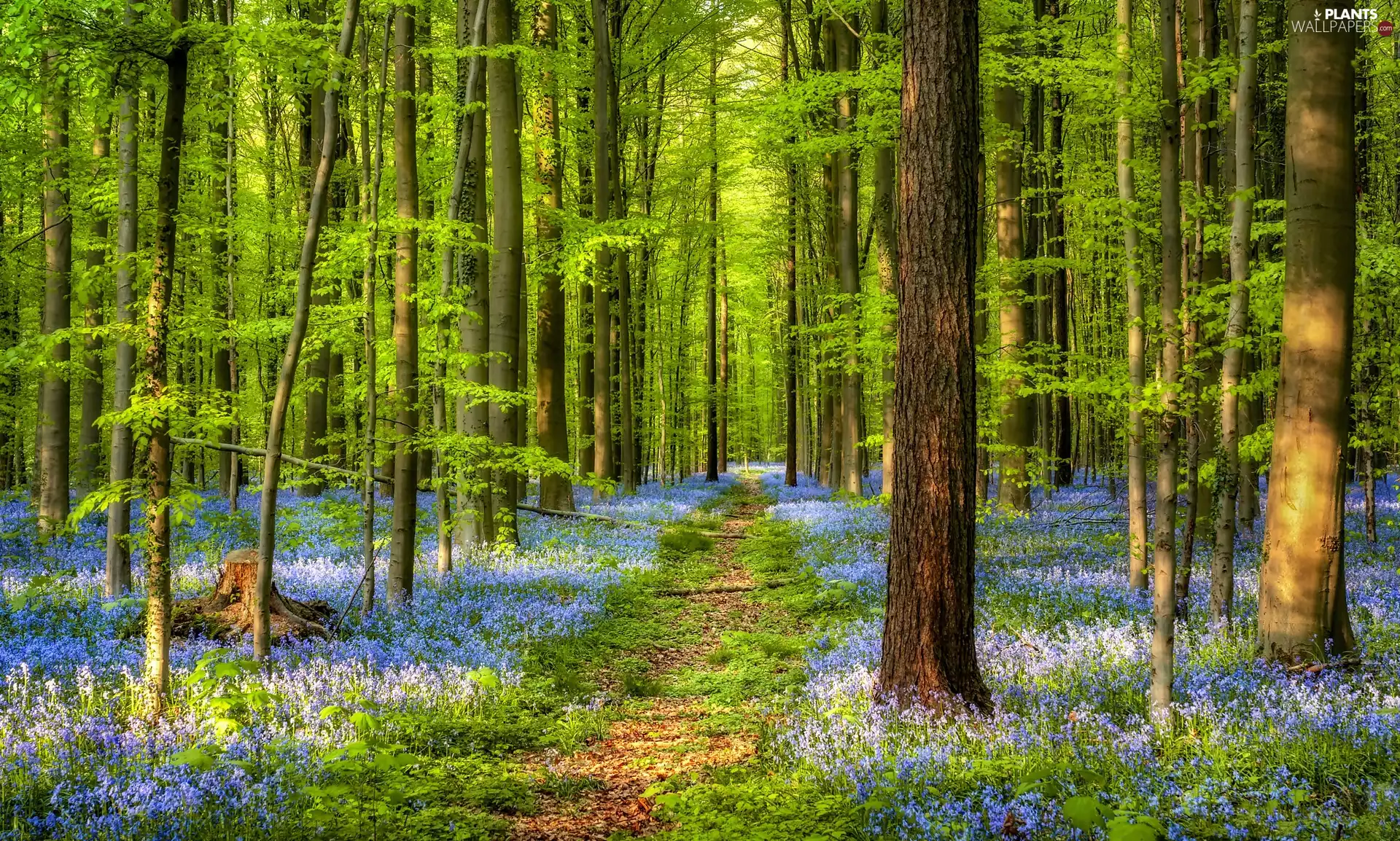 trees, Spring, Path, Flowers, viewes, forest