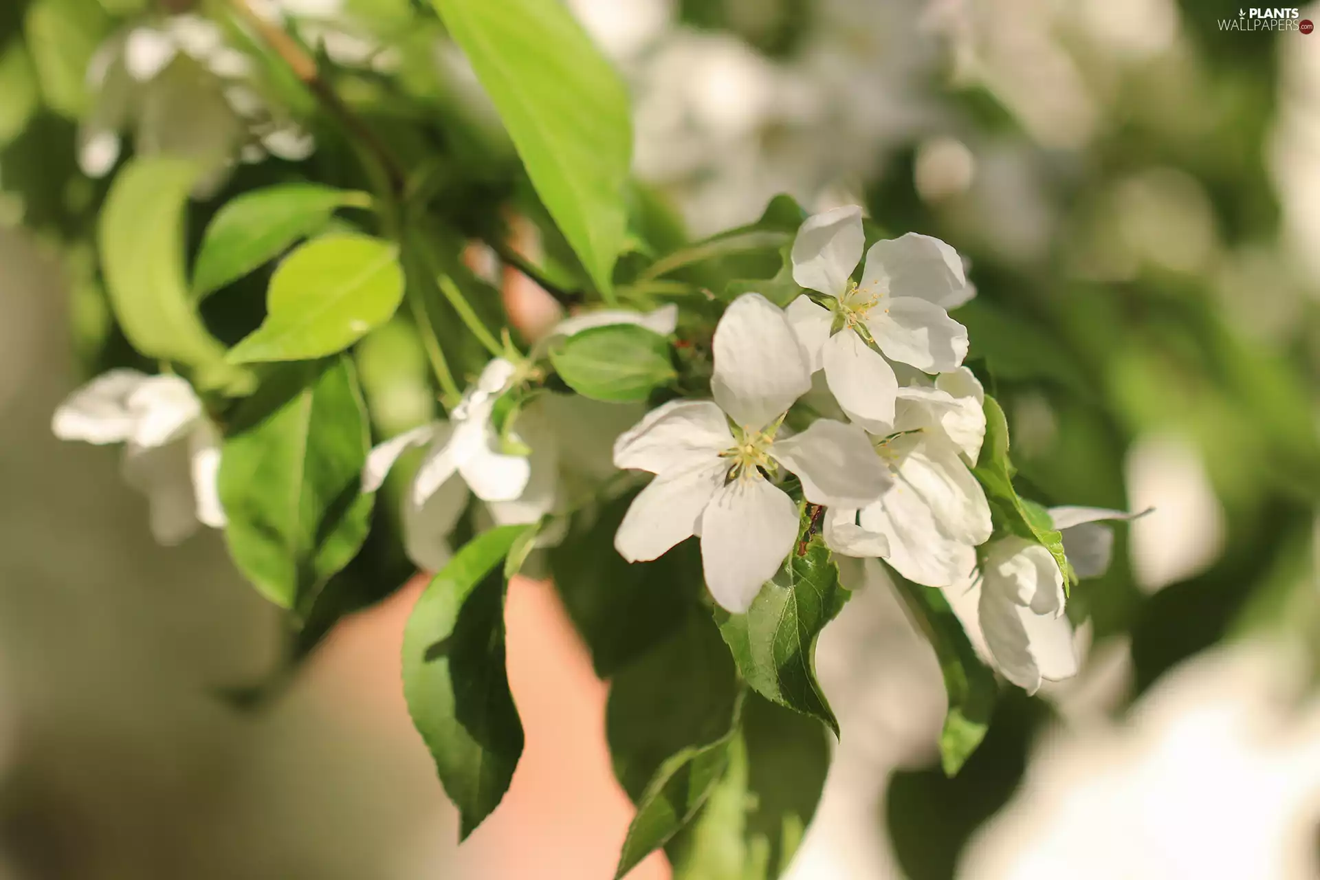 White, Flowers, Fruit Tree, developed