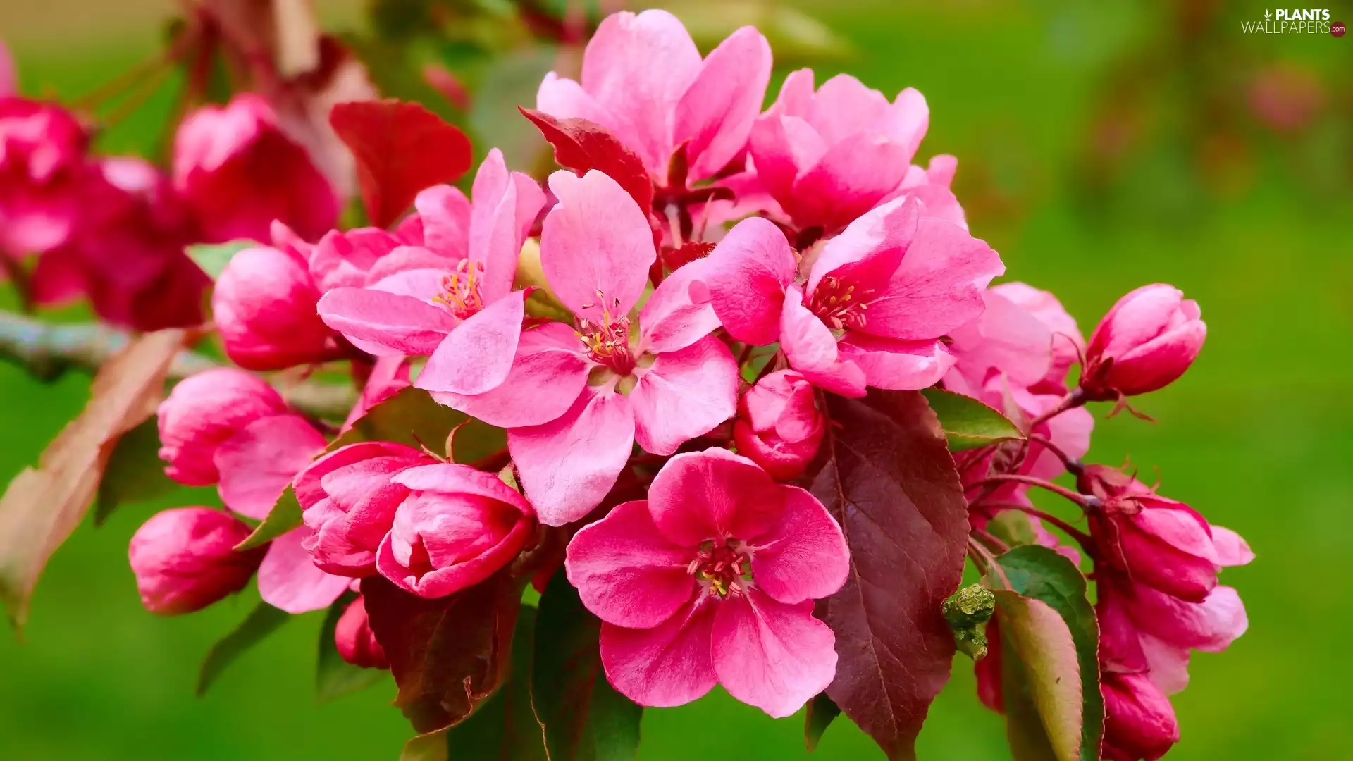 dark pink, Fruit Tree, Paradise Apple tree, Flowers