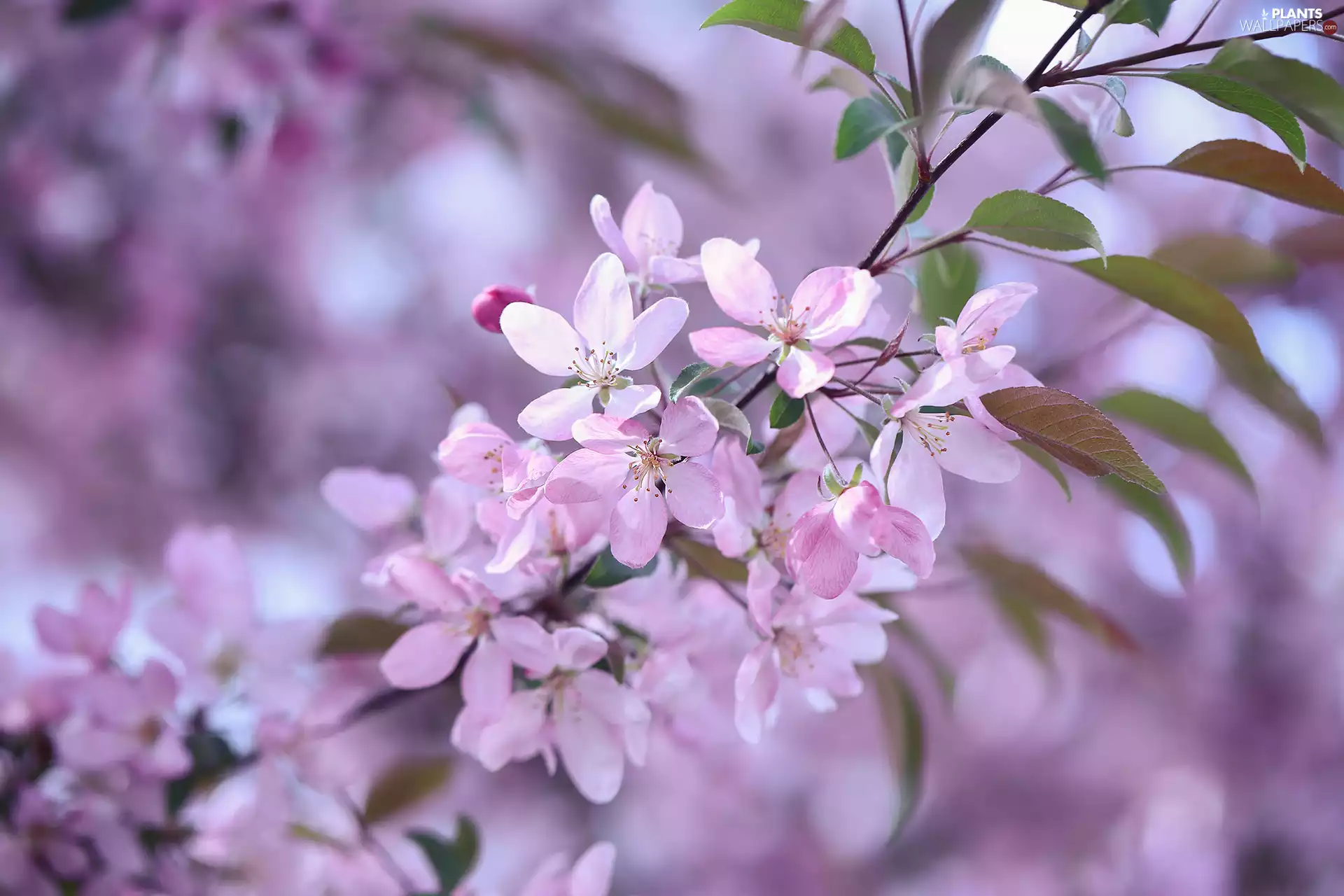 Fruit Tree, Pink, Flowers