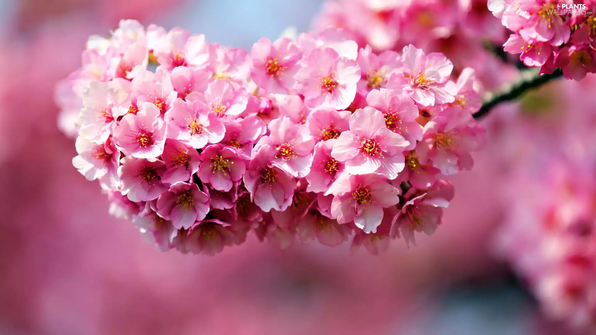 Fruit Tree, Pink, Flowers