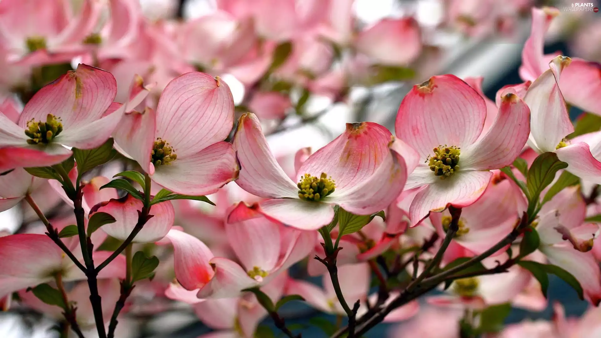 brightly, Flowers, Fruit Tree, Pink