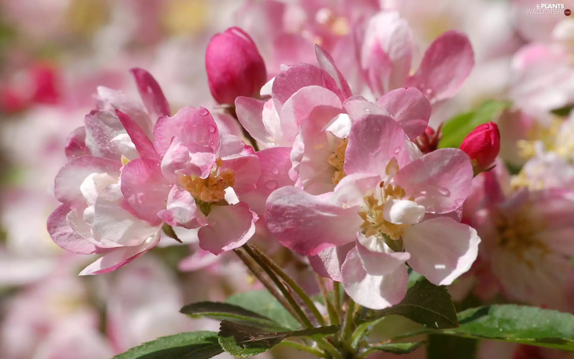 rapprochement, Flowers, Fruit Tree, Pink
