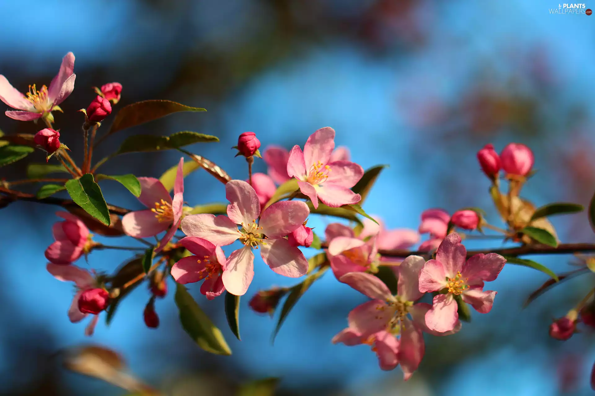 twig, Flowers, Fruit Tree, Pink