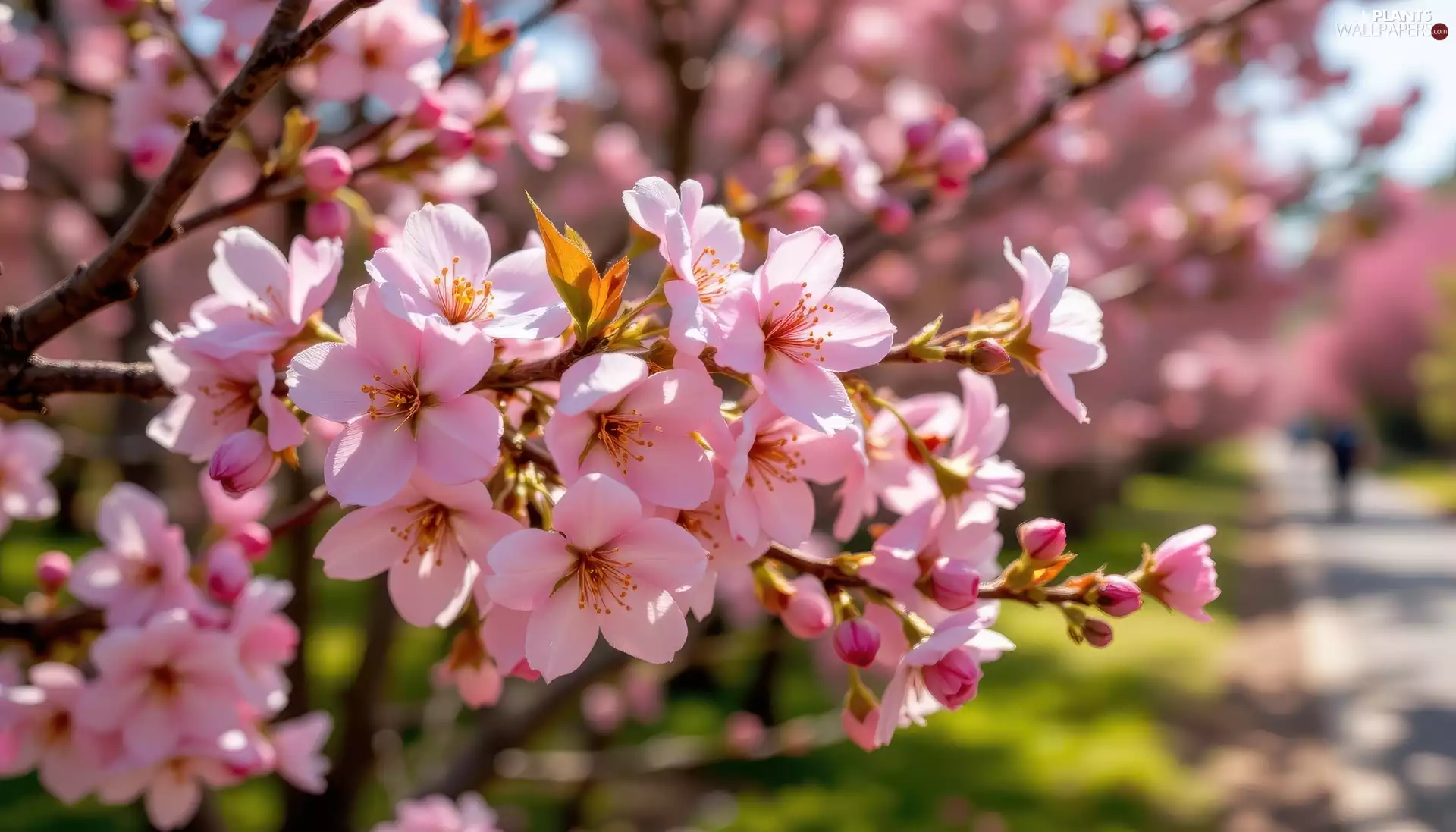 Twigs, Flowers, Fruit Tree, Pink