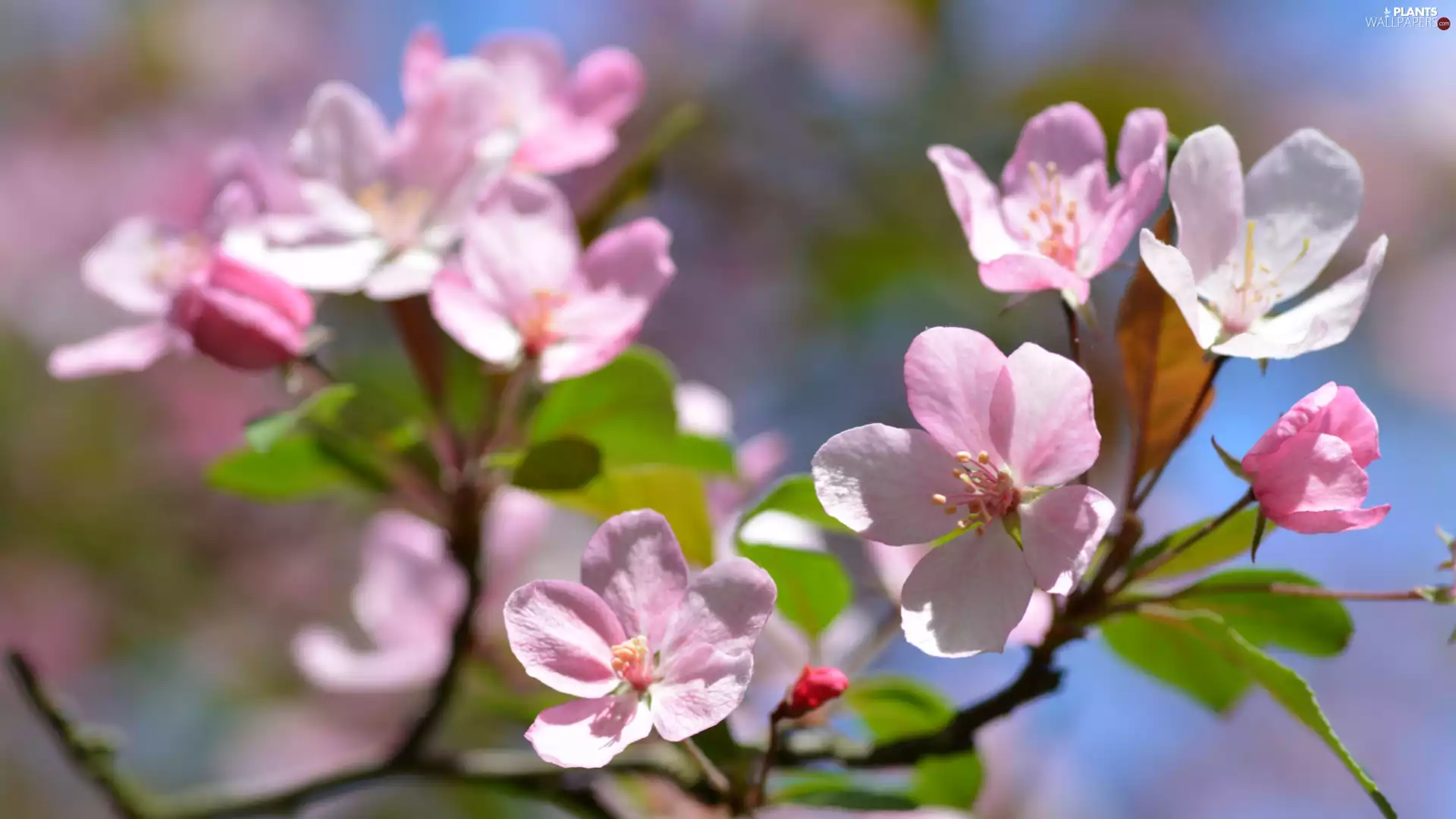 Twigs, Flowers, Fruit Tree, Pink