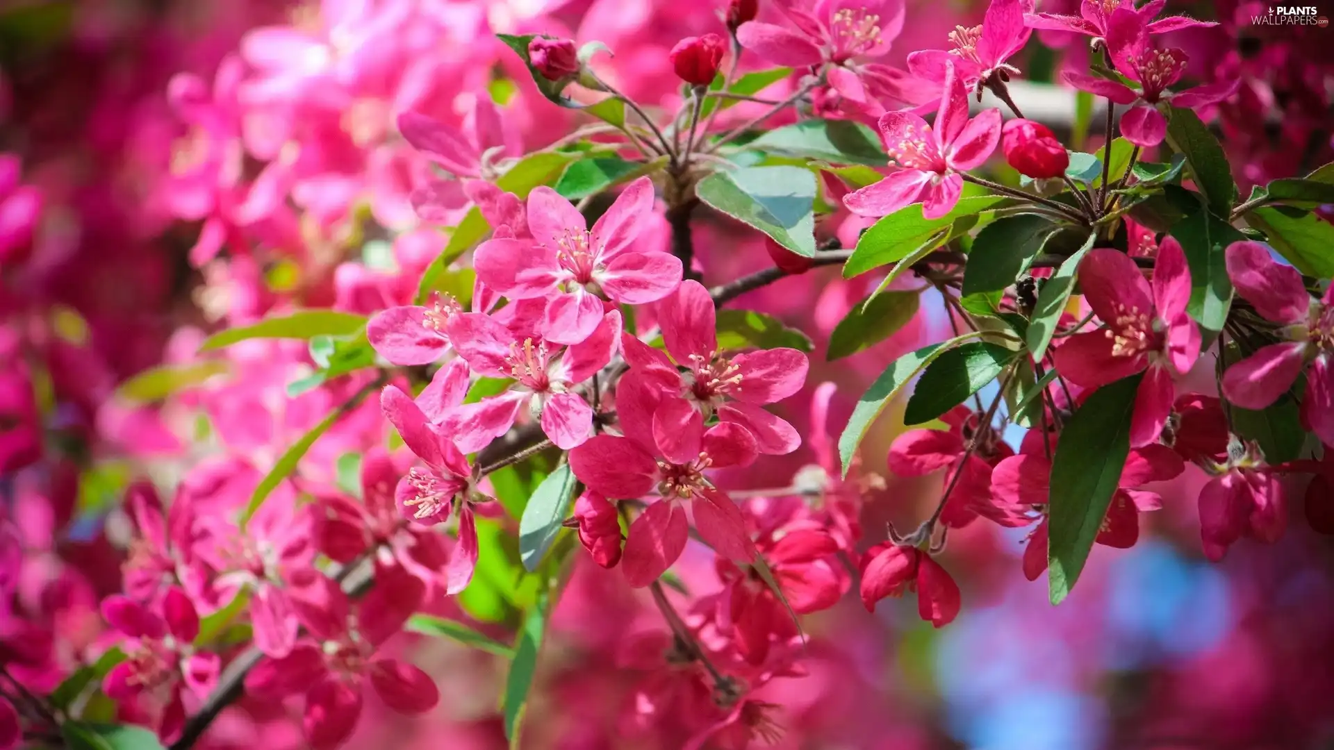 Pink, Fruit Tree, Flowers