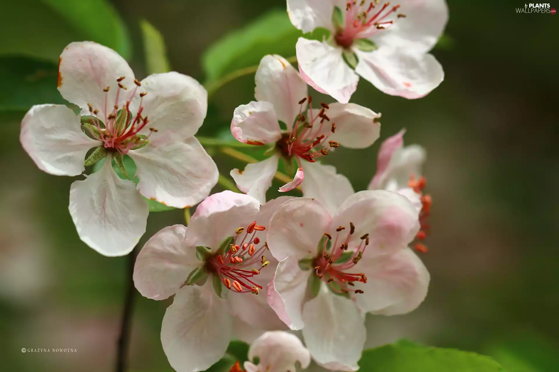 Flowers, trees, fruit