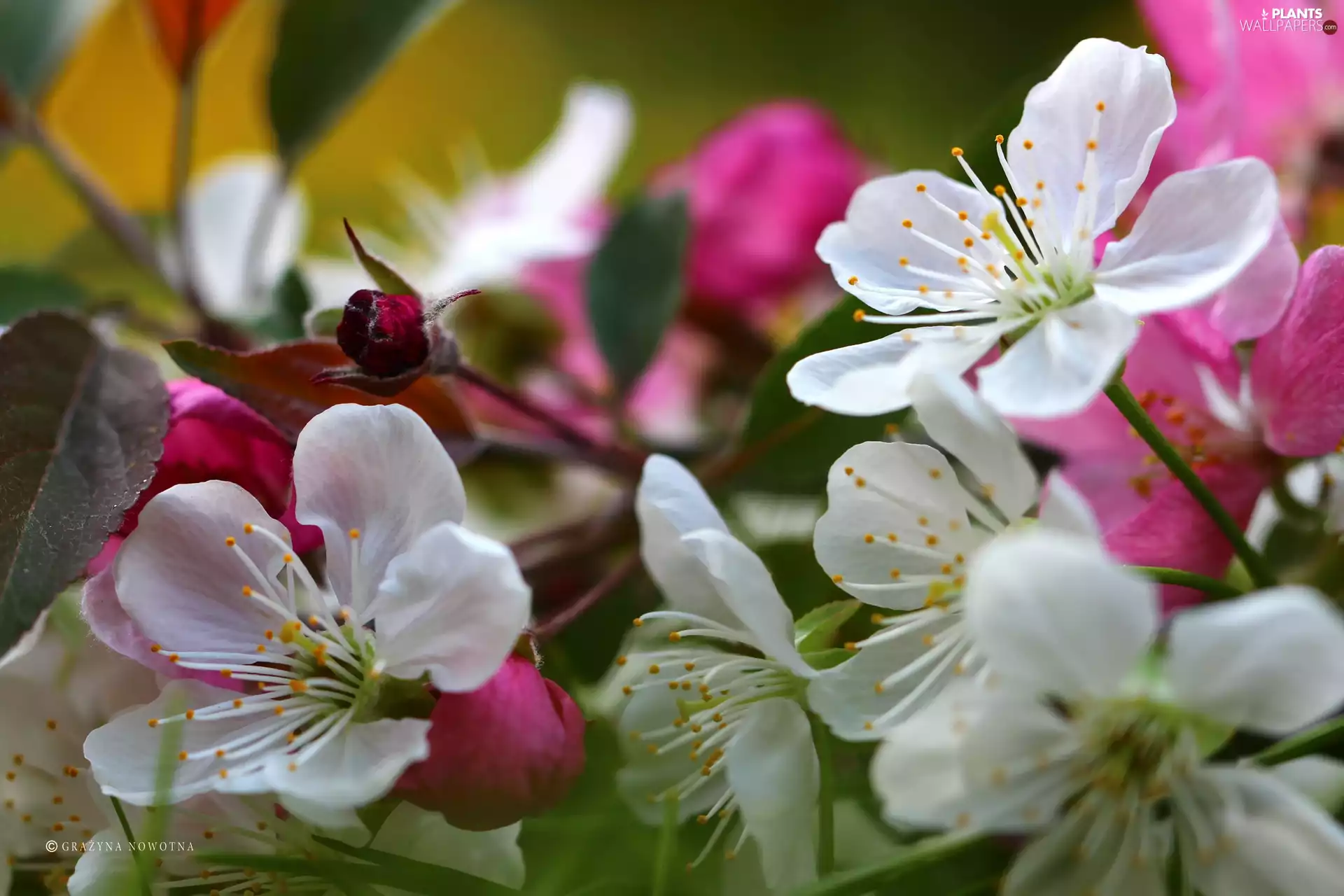 Pink, Flowers, fruit, White, trees