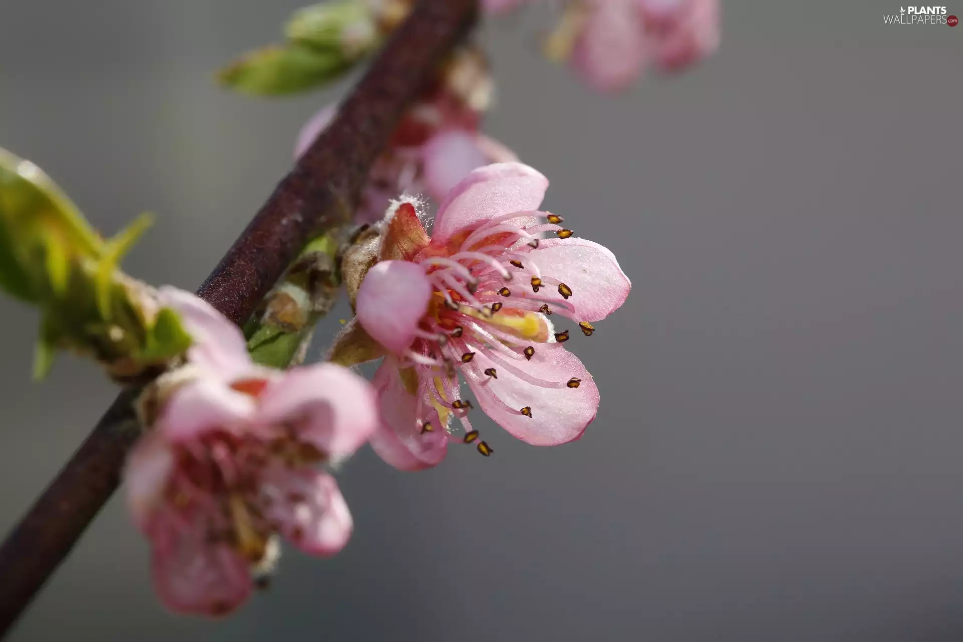 Fruit Tree, twig, Flowers