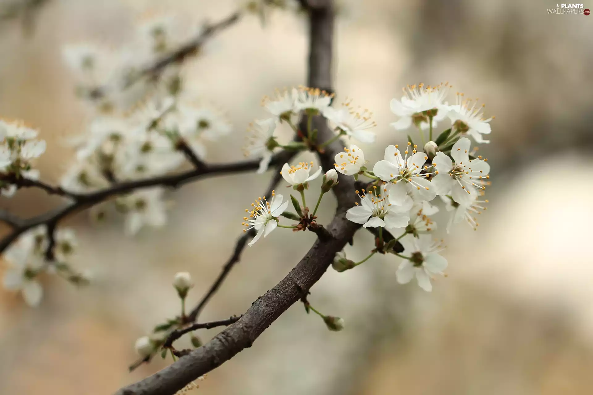 Fruit Tree, White, Flowers