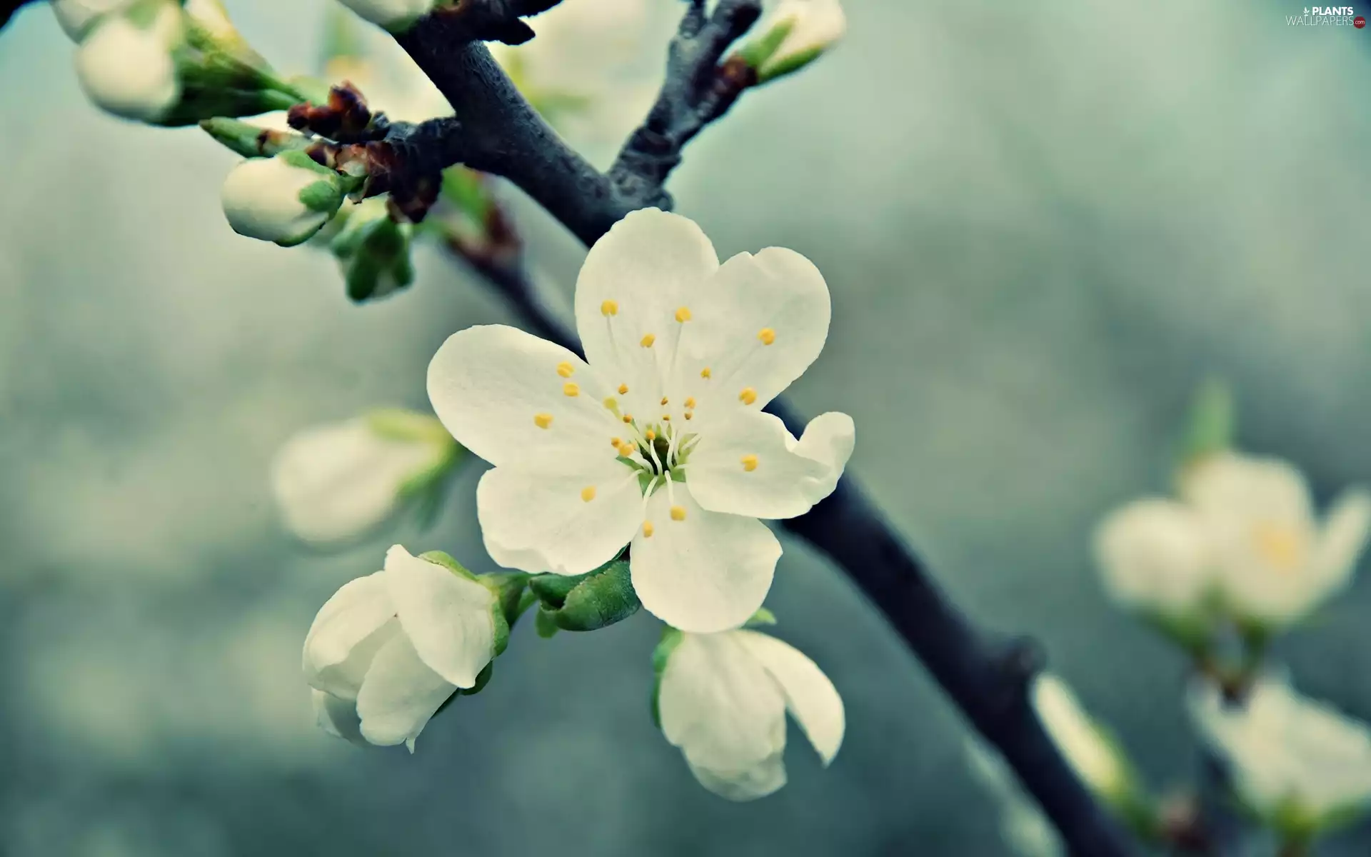 Fruit Tree, White, Flowers