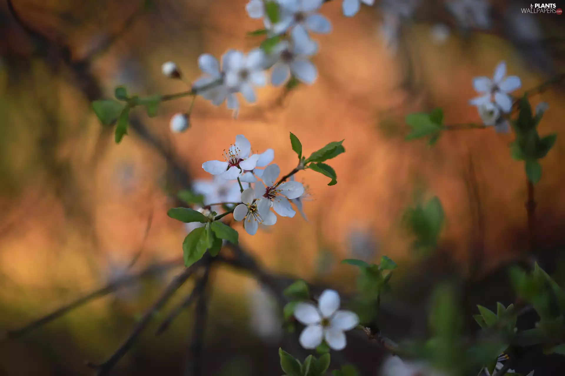 developed, Flowers, Fruit Tree, White