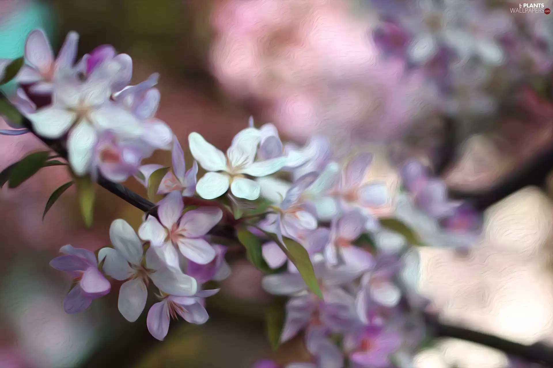 graphics, Flowers, Fruit Tree, White