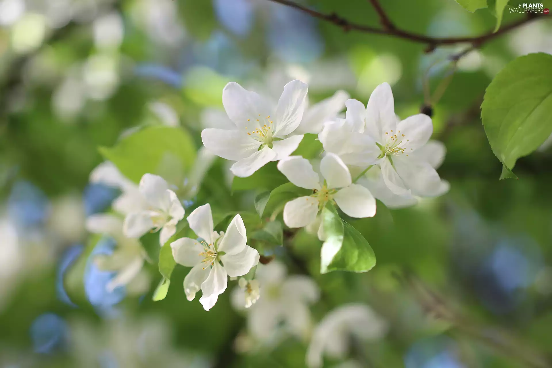 twig, Flowers, Fruit Tree, White
