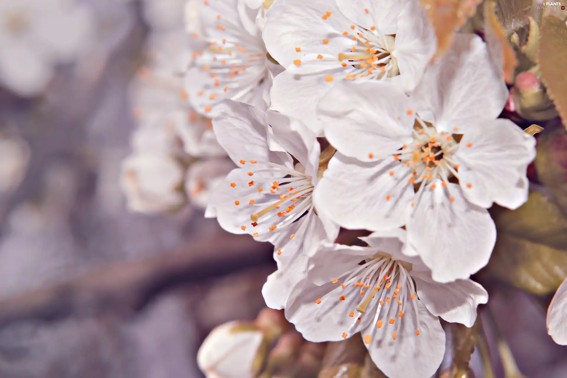 fruit, Flowers