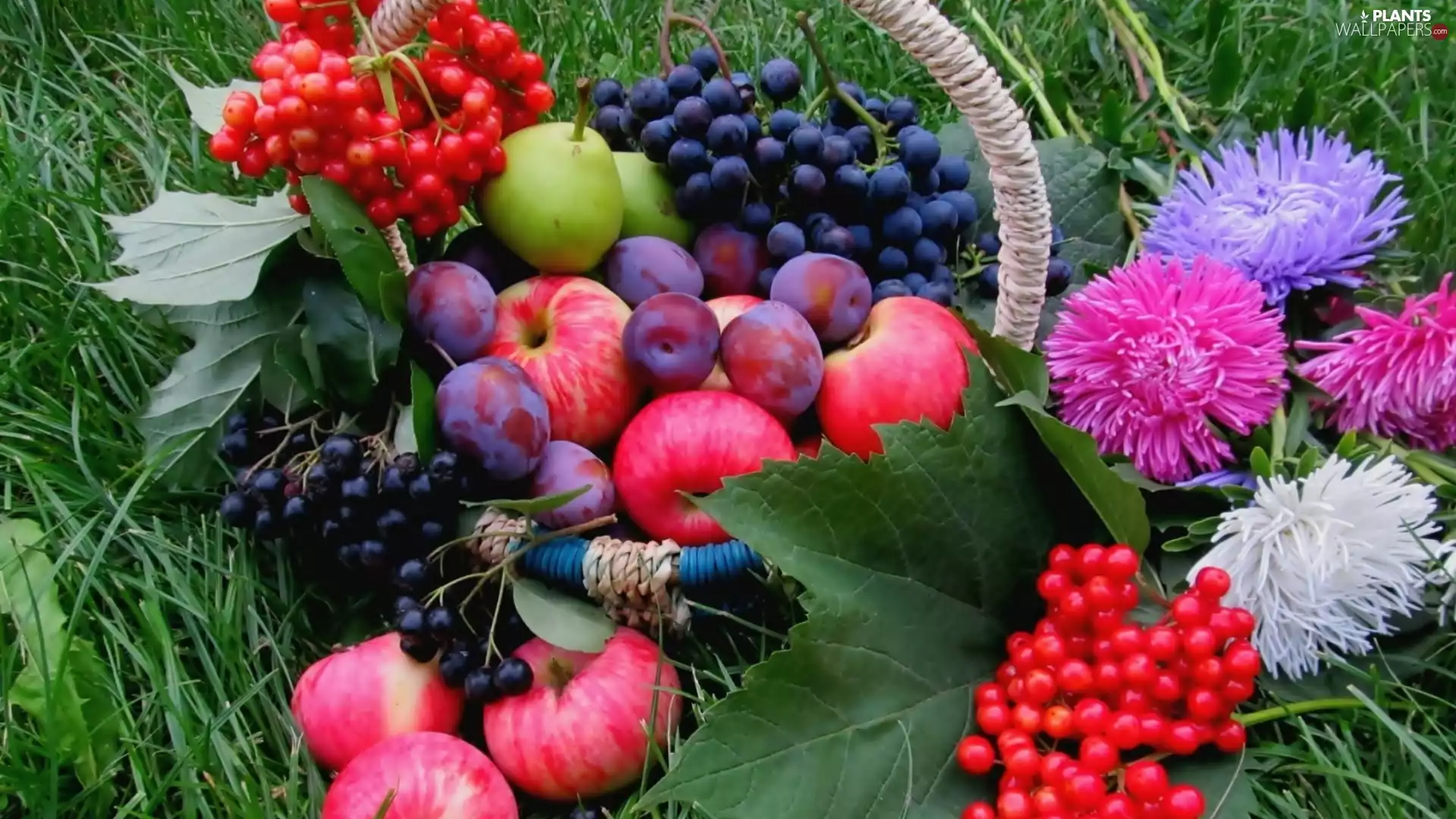Flowers, Lawn, Fruits