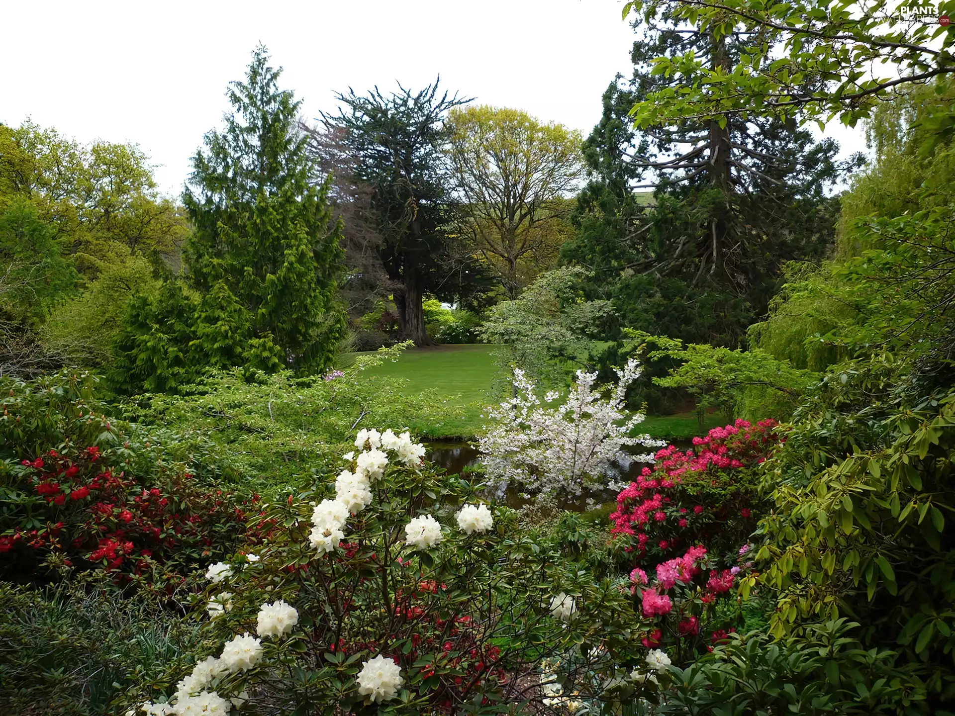 Garden, trees, viewes, Flowers
