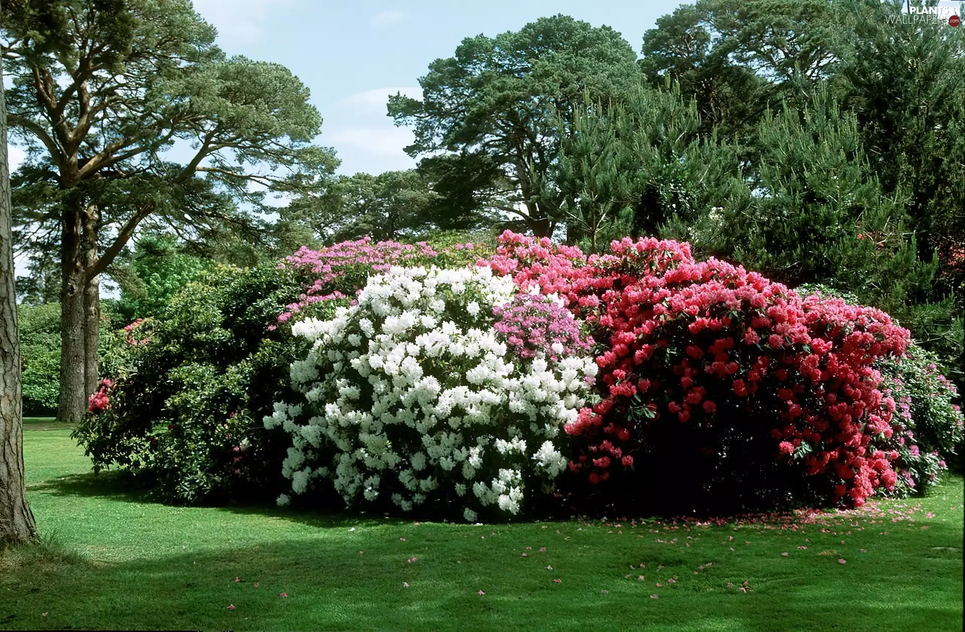 Garden, trees, viewes, Flowers