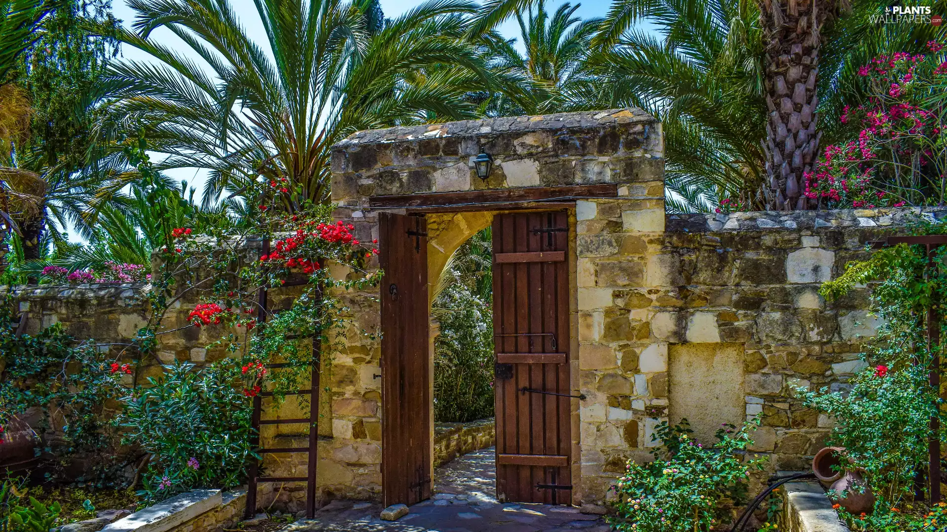 Palm, Flowers, Gate, wall, Garden
