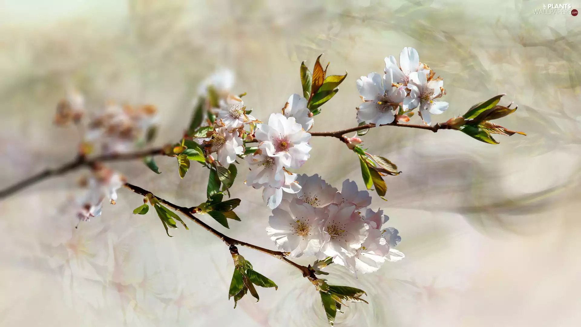 twig, Flowers, graphics, Fruit Tree