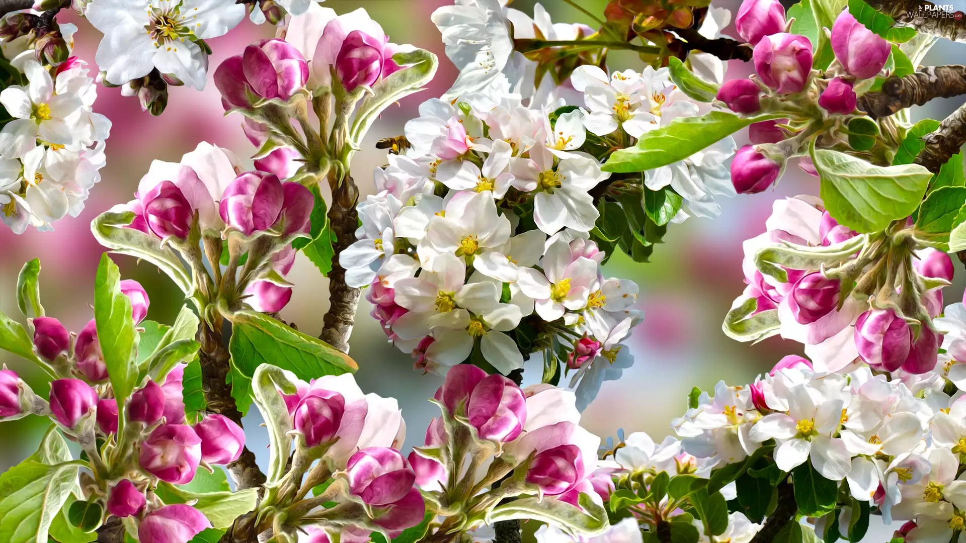 apple-tree, graphics, branch pics, Fruit Tree, Flowers