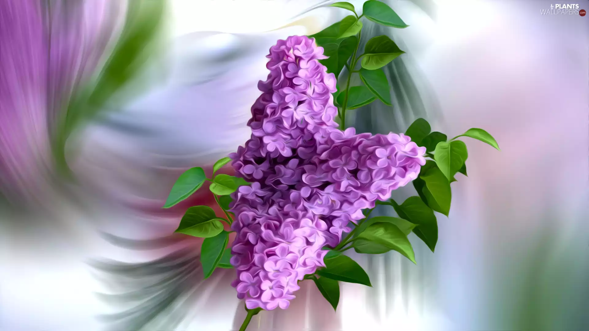 graphics, without, twig, Flowers