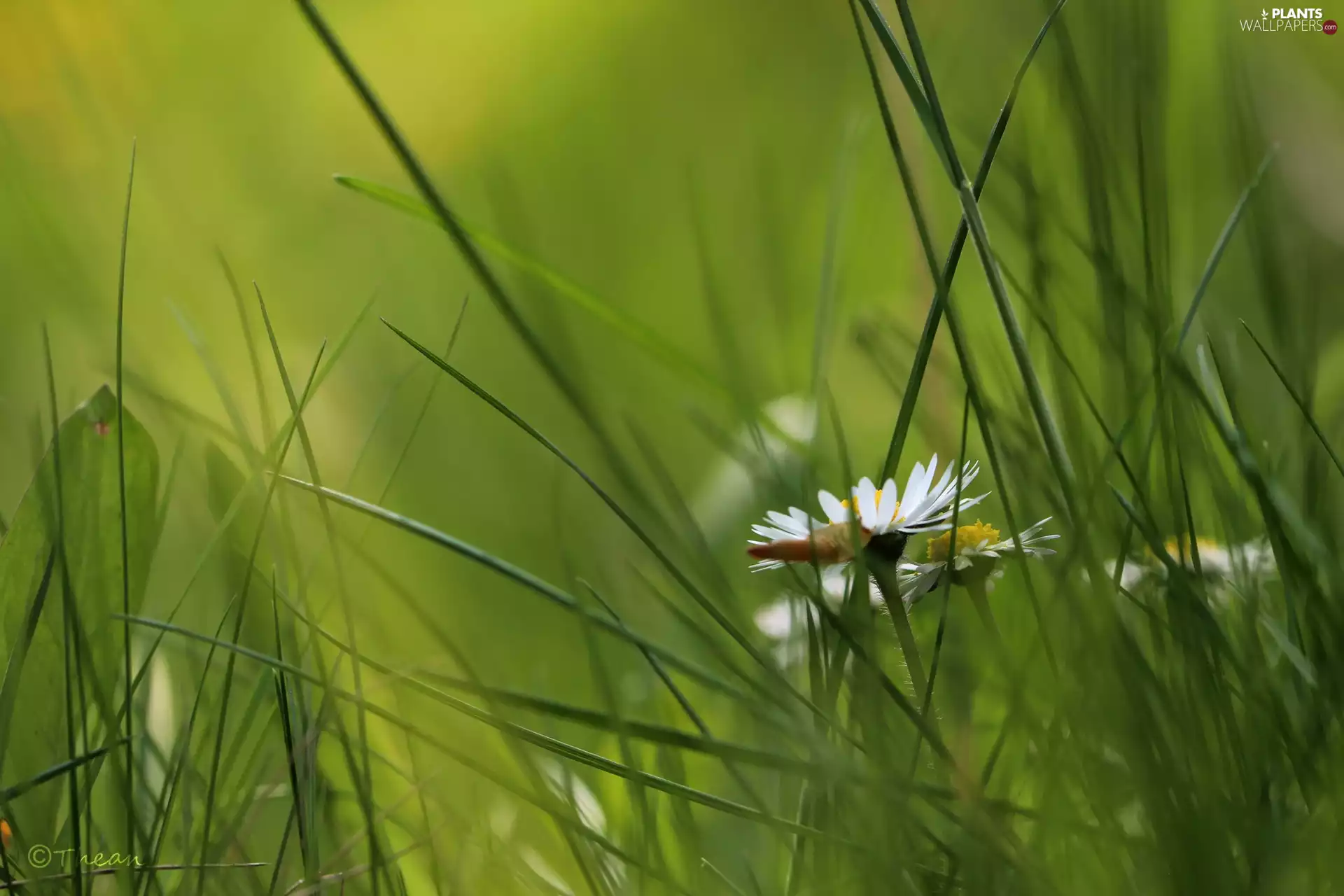 grass, daisy, Colourfull Flowers