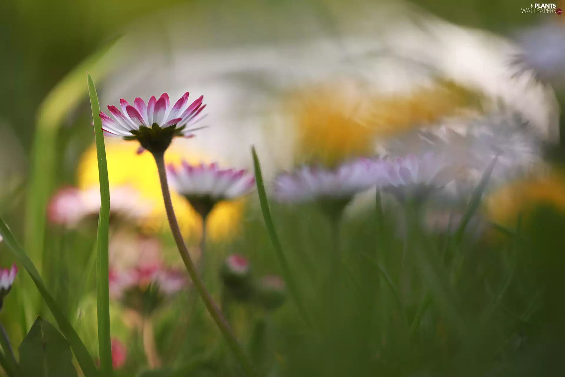 Flowers, daisies, grass